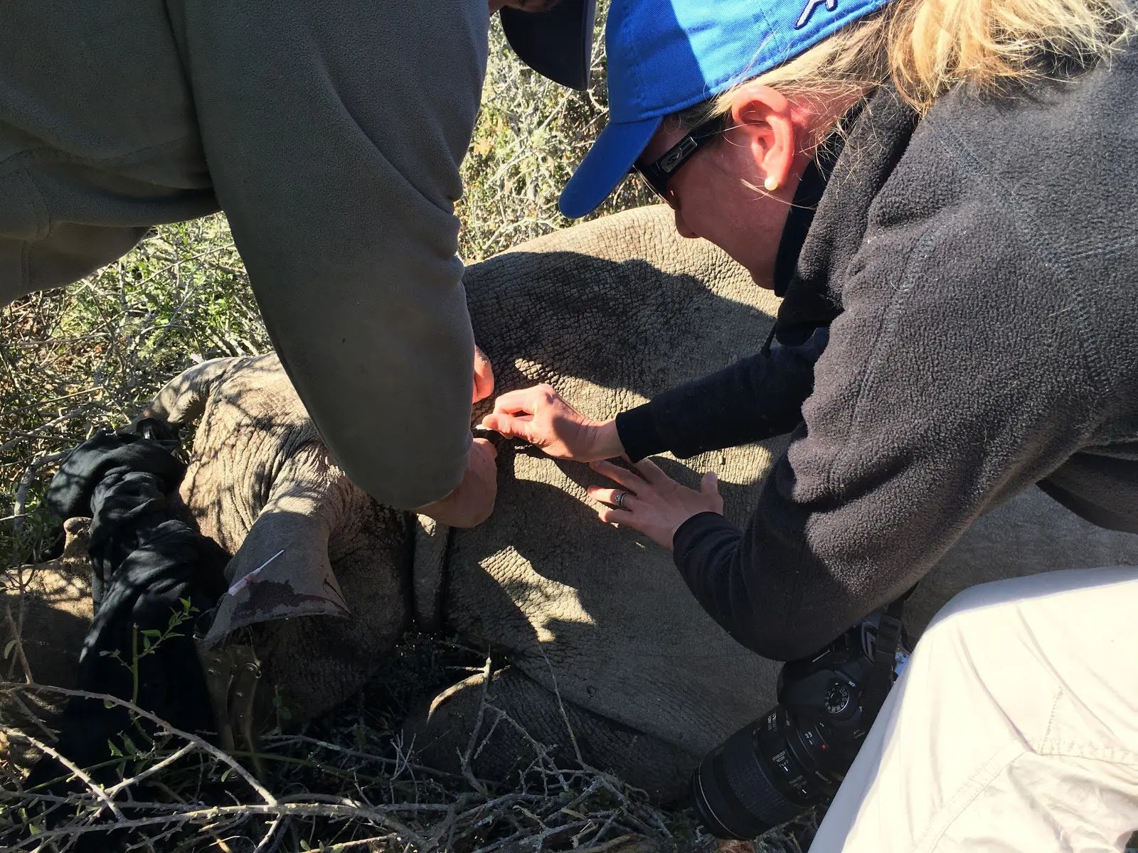 Two people crouch beside a sedated rhino while fitting a tracking device for future monitoring in South Africa.