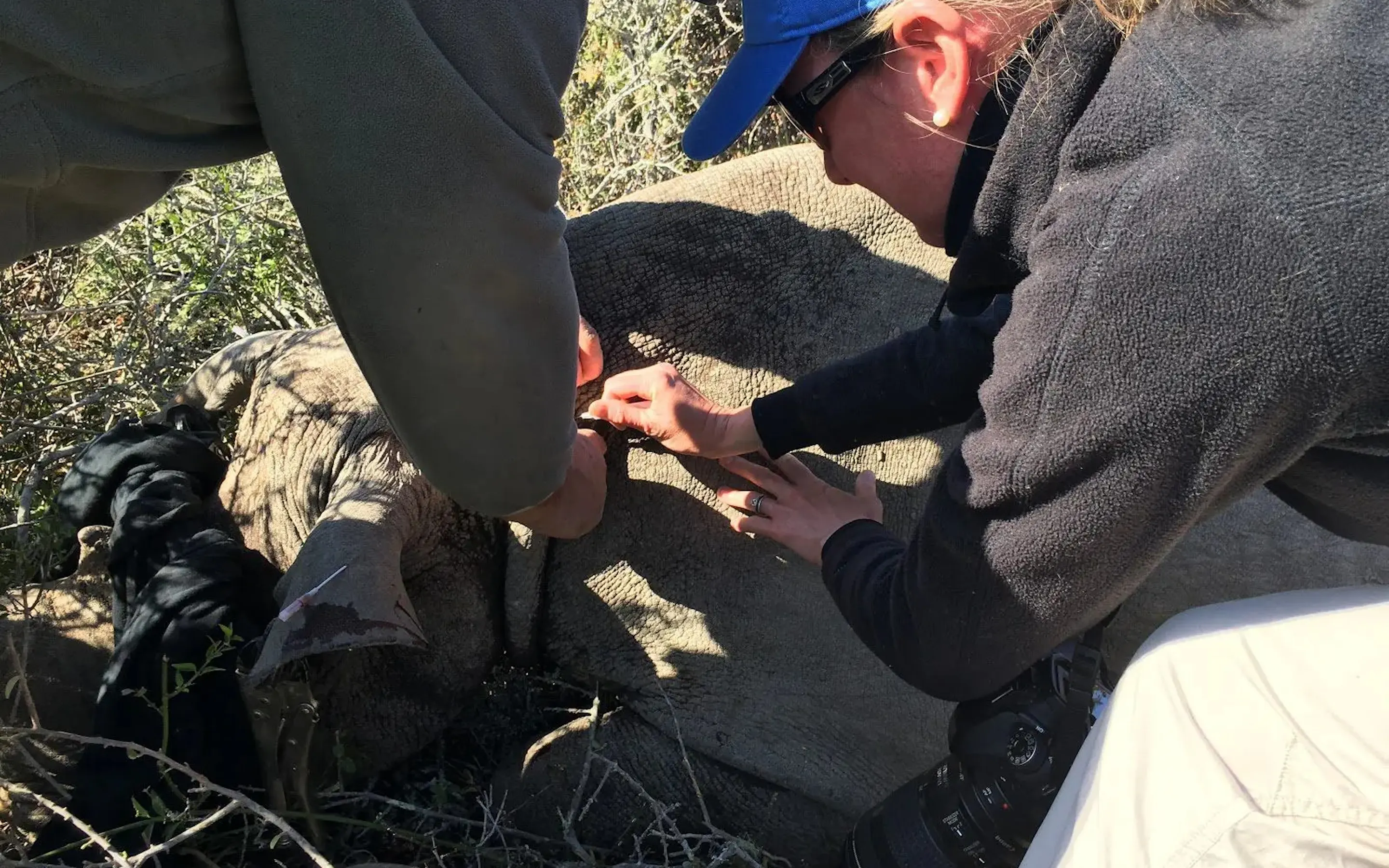 Two people crouch beside a sedated rhino while fitting a tracking device for future monitoring in South Africa.