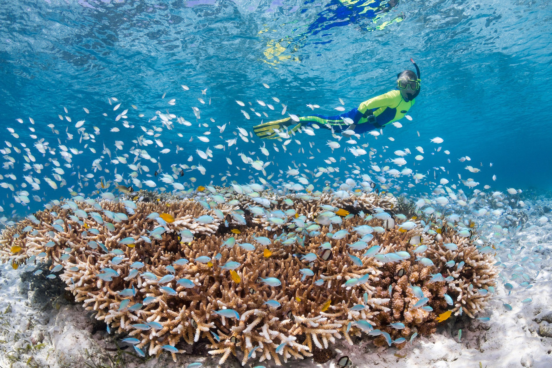 Coral formations and clear blue water create an underwater scene in Wakatobi, with reef life moving through the frame.