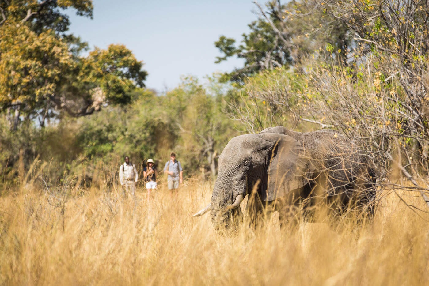 An elephant moves through dry grass while a guide and three guests pause behind it on a walking safari in Botswana.