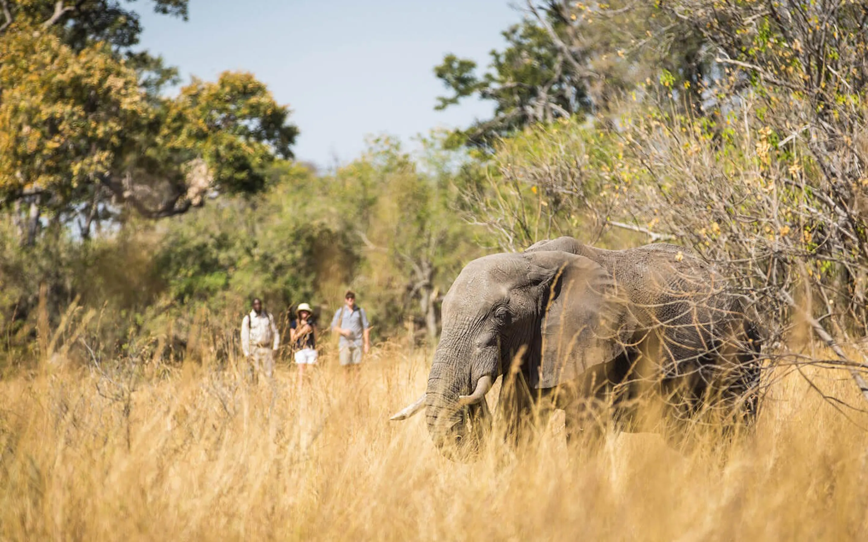 An elephant moves through dry grass while a guide and three guests pause behind it on a walking safari in Botswana.