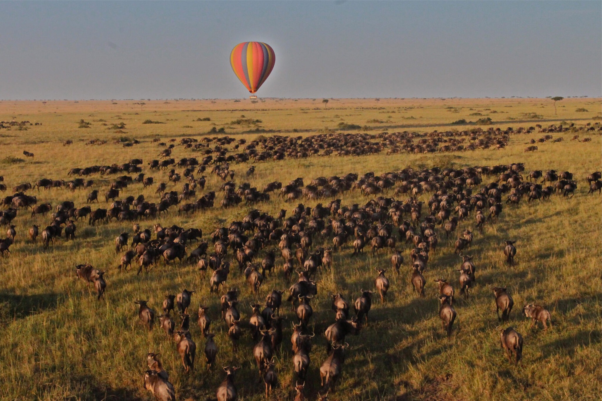 A hot air balloon floats above a vast herd of wildebeest crossing sunlit grassland in Kenya's Maasai Mara.