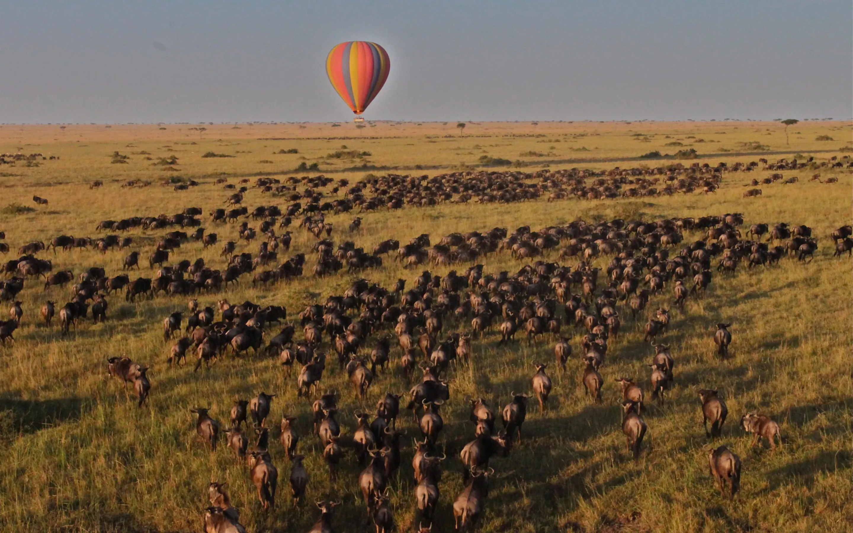 A hot air balloon floats above a vast herd of wildebeest crossing sunlit grassland in Kenya's Maasai Mara.