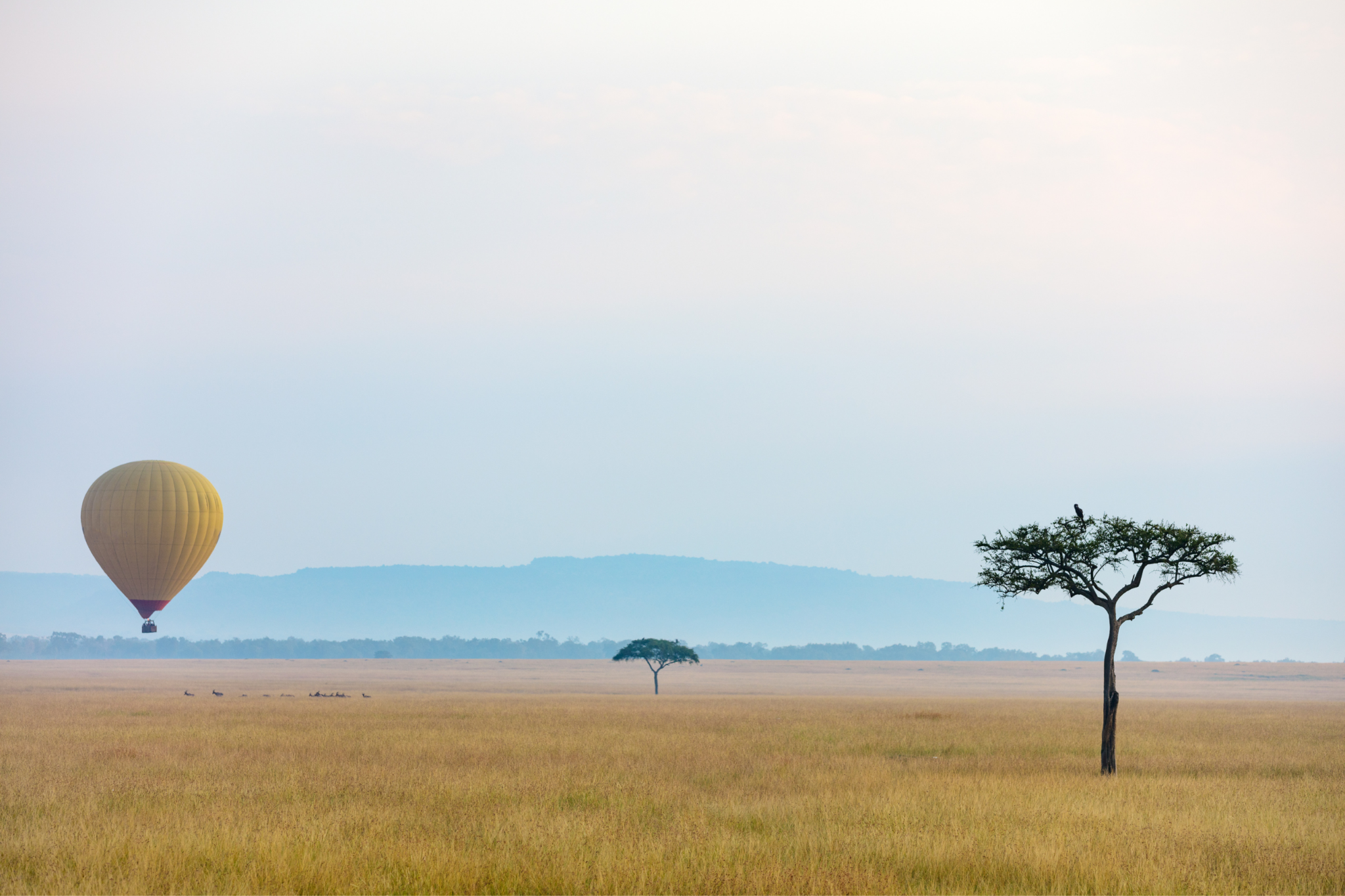 A pale yellow hot air balloon glides low above golden grassland, with acacia trees and blue hills beyond.