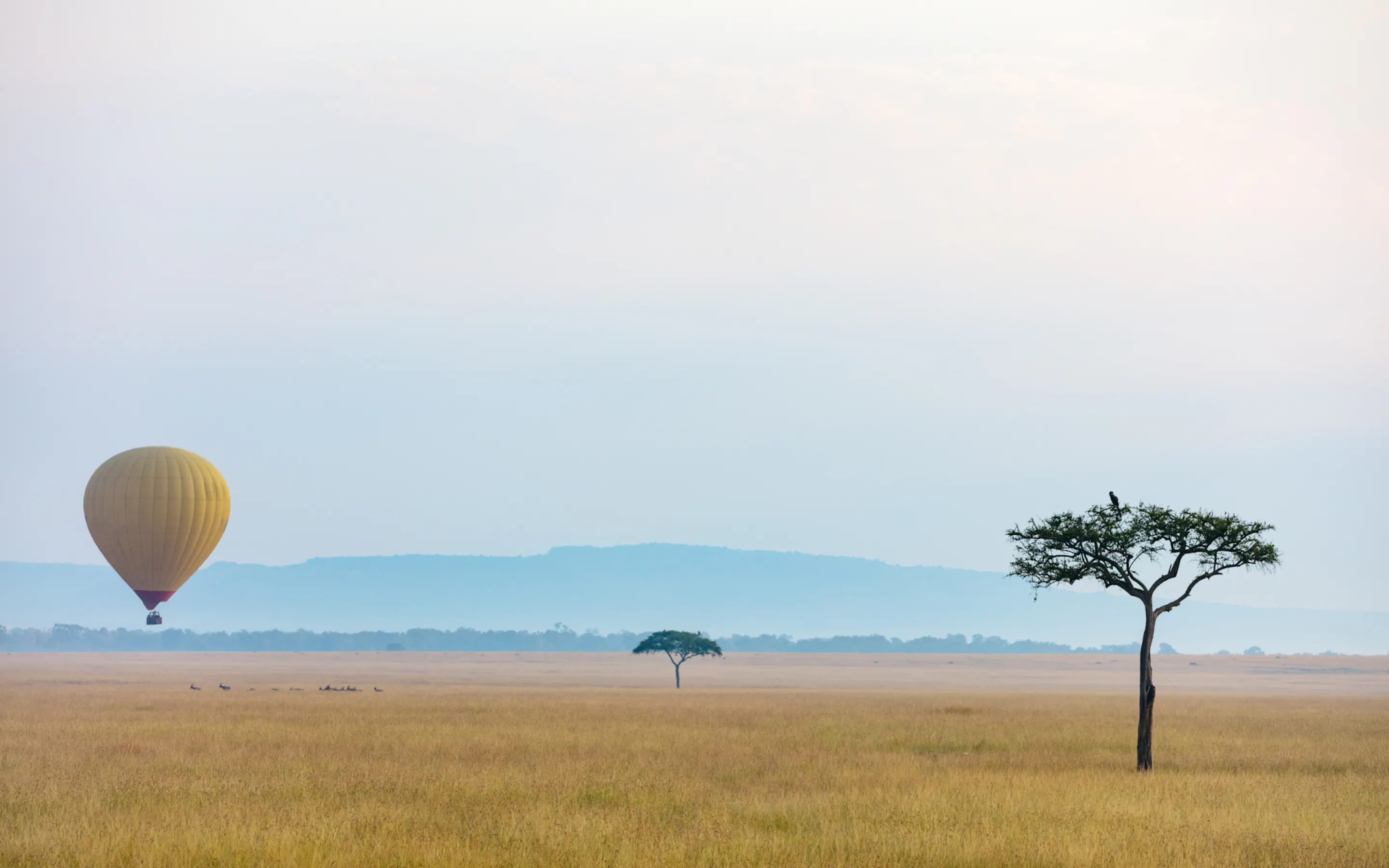 A pale yellow hot air balloon glides low above golden grassland, with acacia trees and blue hills beyond.