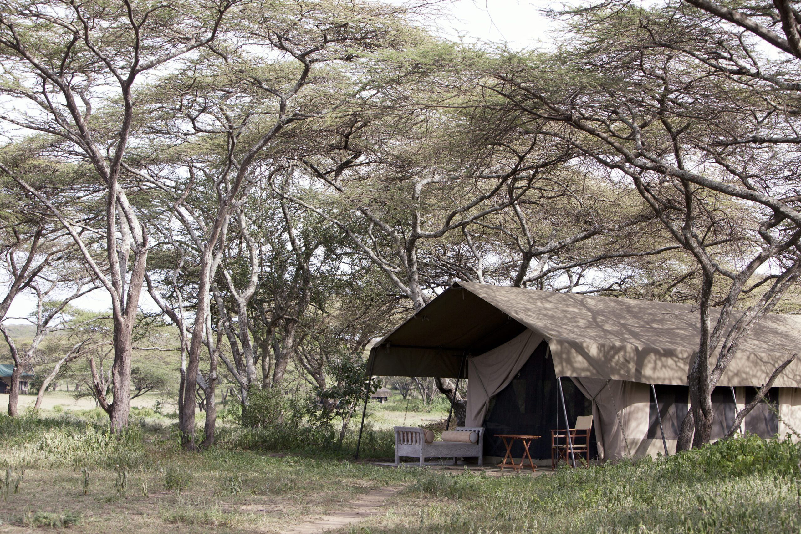 A canvas safari tent sits beneath pale acacia trees in the Serengeti, with a small deck and chairs at the entrance.