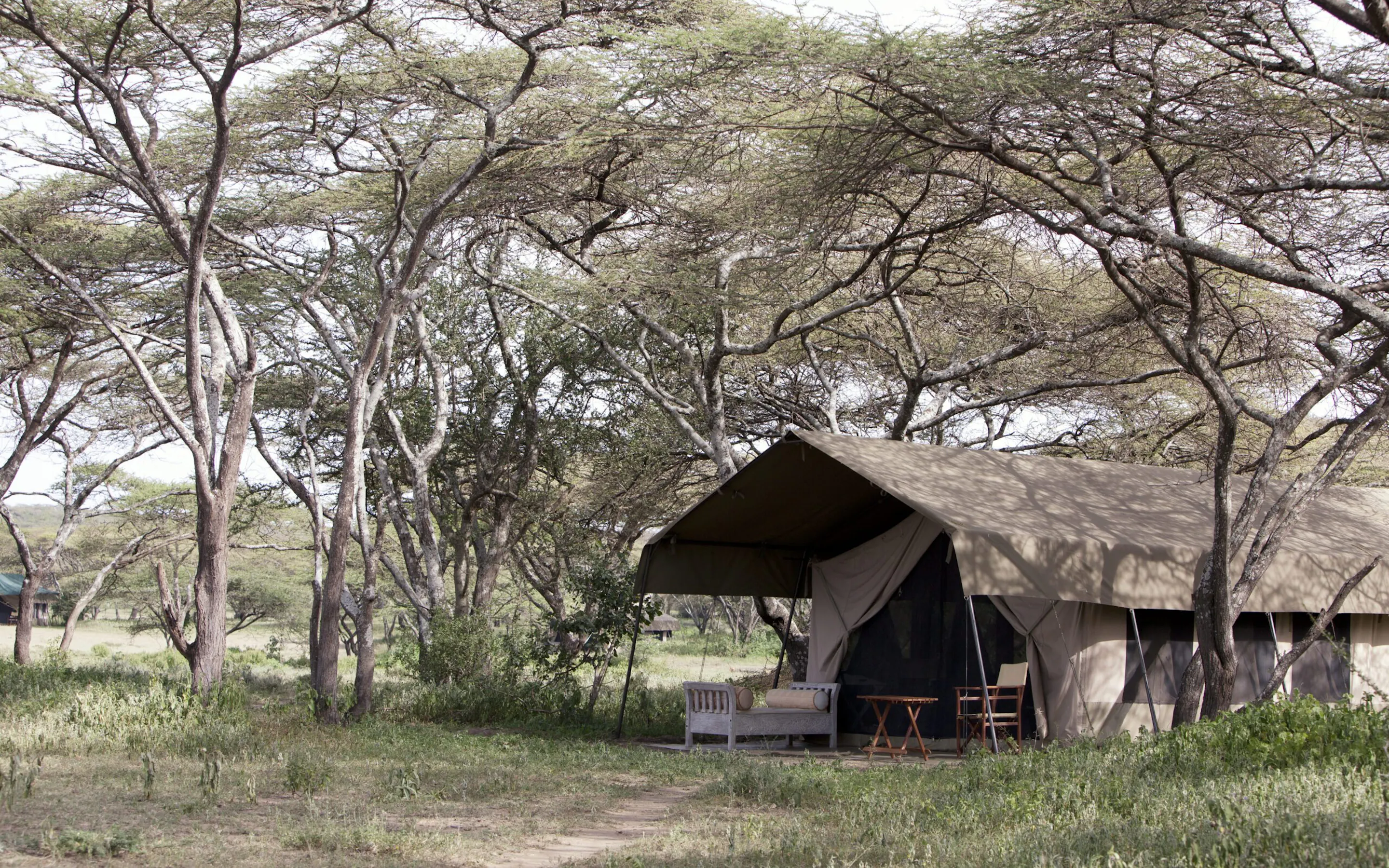 A canvas safari tent sits beneath pale acacia trees in the Serengeti, with a small deck and chairs at the entrance.