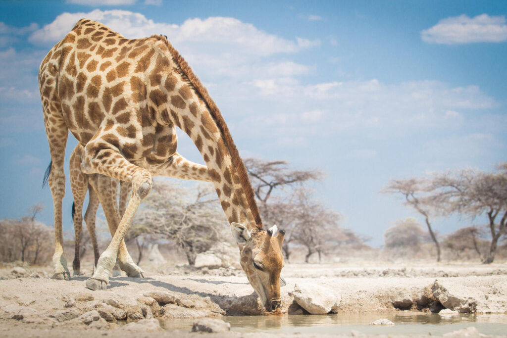 A giraffe drinks from a waterhole on open grassland at Onguma Tented Camp, with low trees and sky beyond.