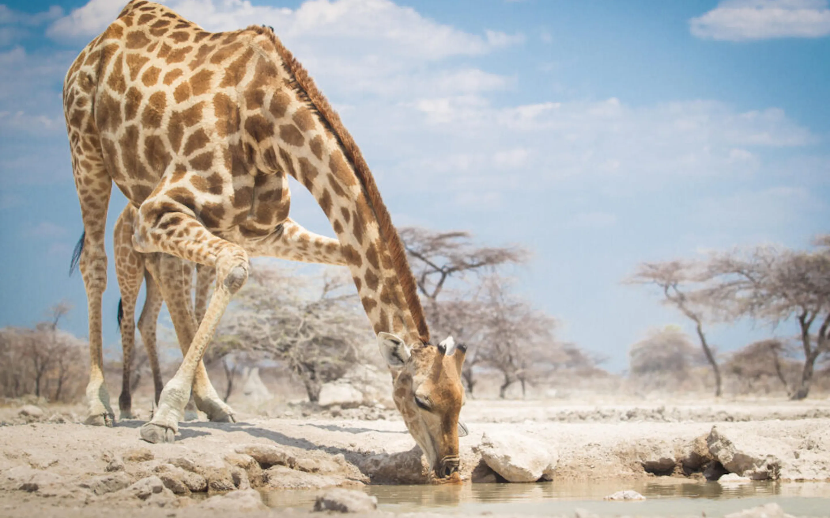 A giraffe drinks from a waterhole on open grassland at Onguma Tented Camp, with low trees and sky beyond.