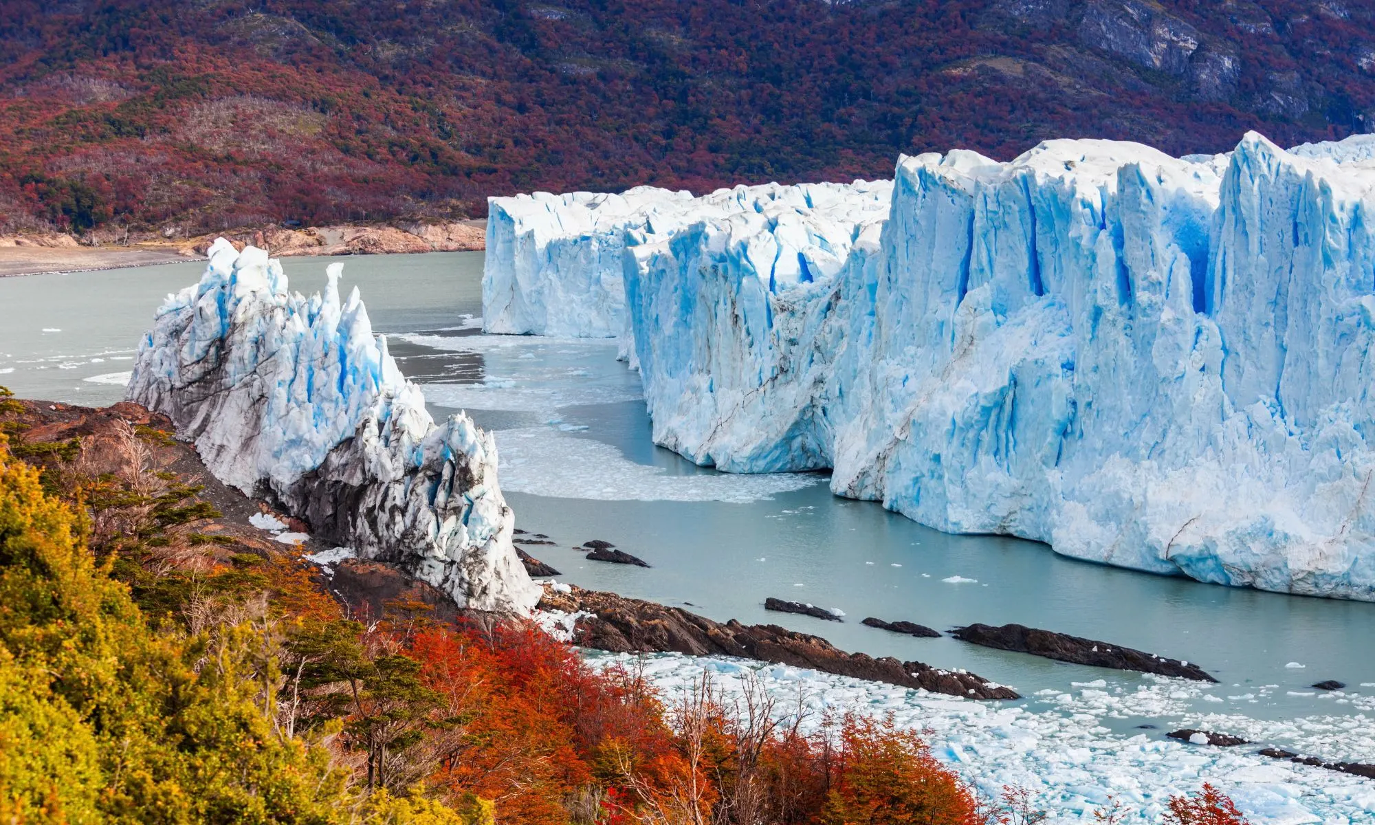 Perito Moreno Glacier rises above blue water, with autumn forest colors along the shore in Argentina's Patagonia.