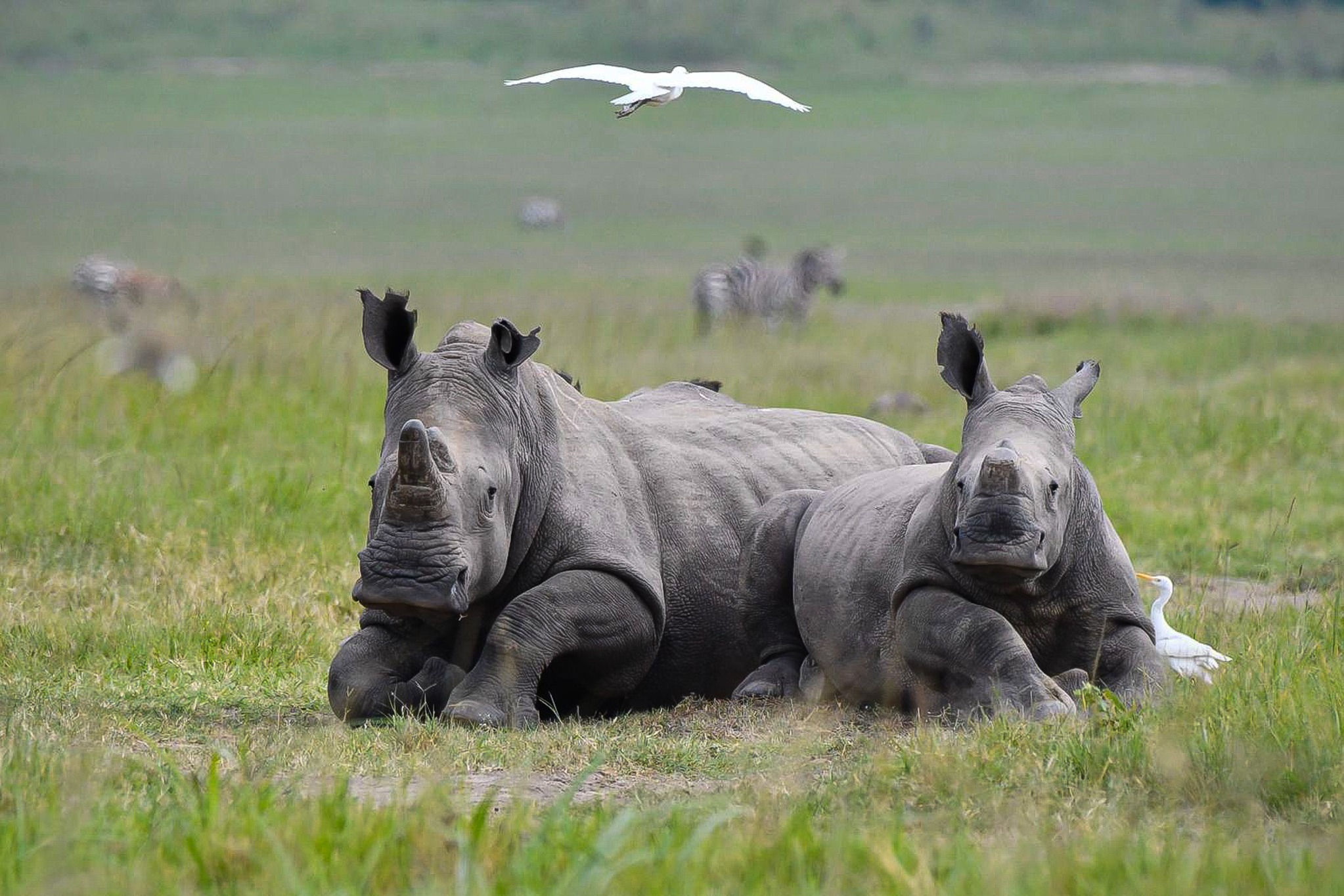 Two white rhinos rest in green grass at Akagera National Park, with egrets and distant zebras behind them.