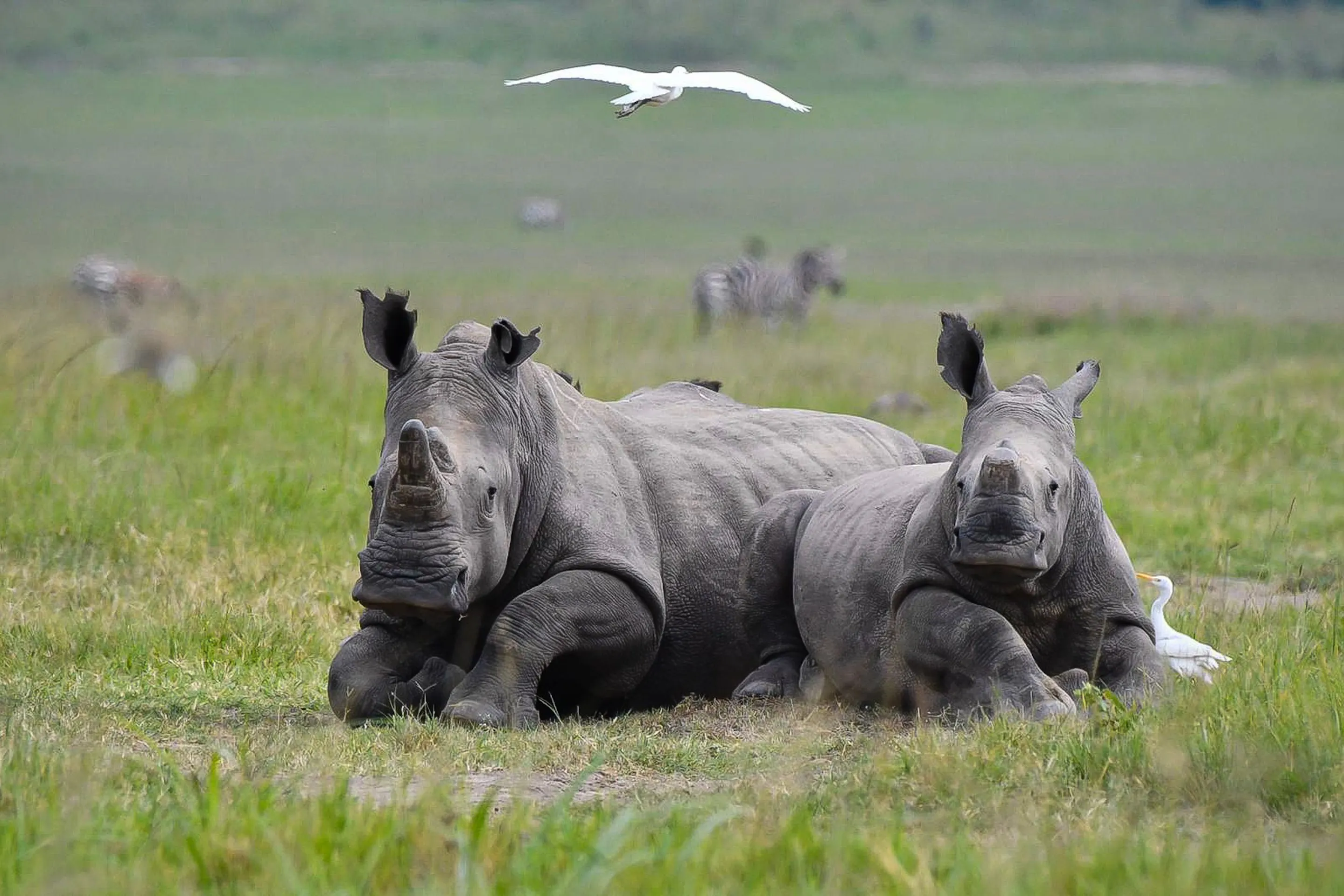Two white rhinos rest in green grass at Akagera National Park, with egrets and distant zebras behind them.