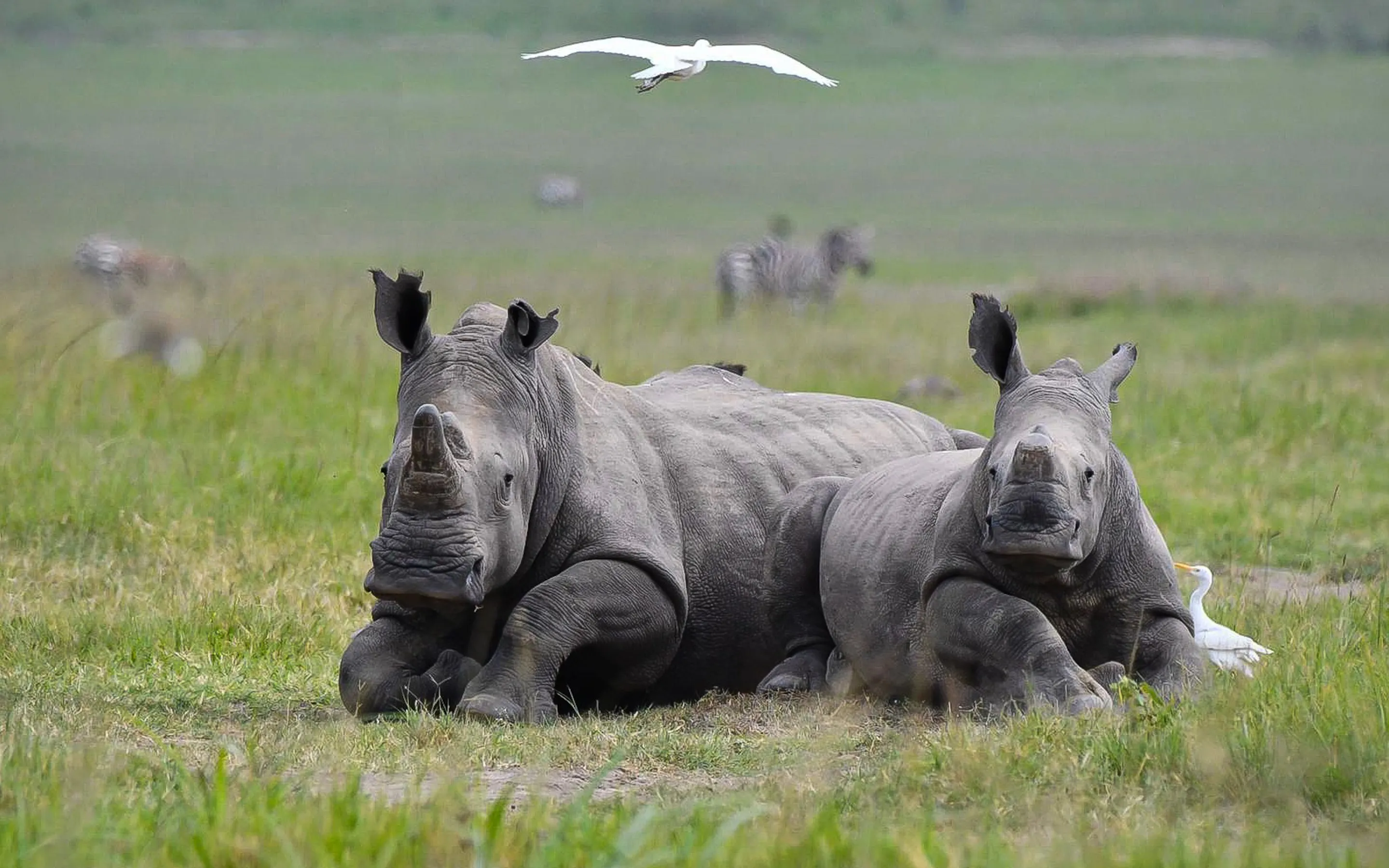 Two white rhinos rest in green grass at Akagera National Park, with egrets and distant zebras behind them.