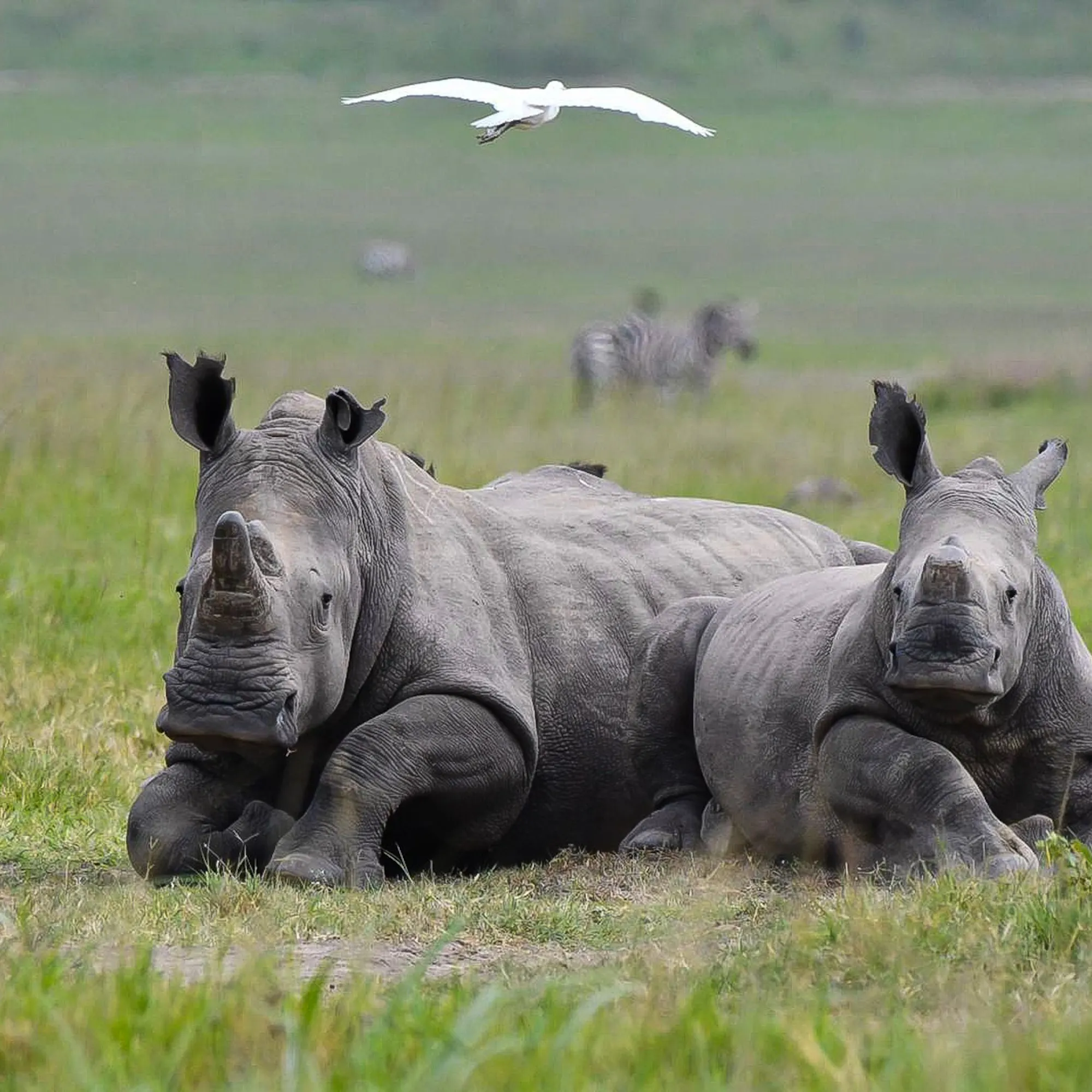 Two white rhinos rest in green grass at Akagera National Park, with egrets and distant zebras behind them.