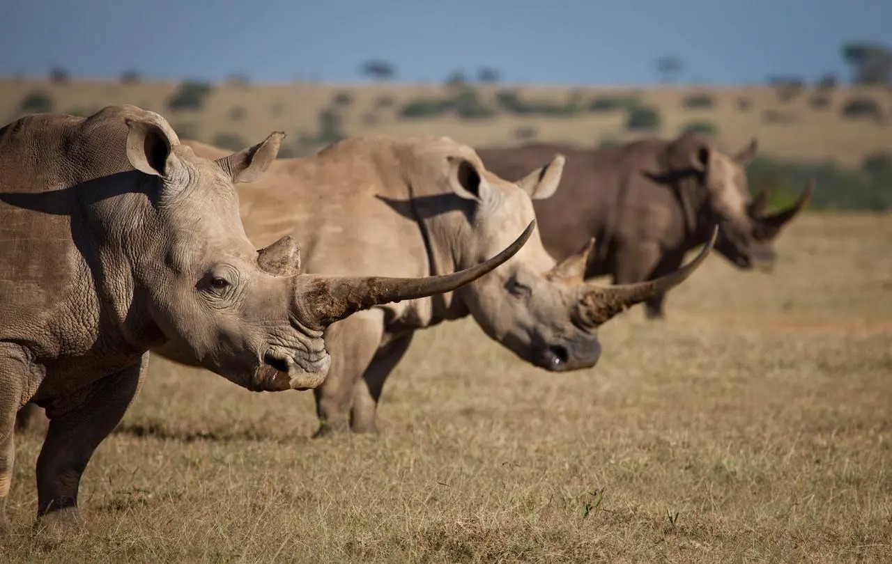 Two rhinos stand in dry grass with another rhino behind them on open plains at Kwandwe Reserve in South Africa.