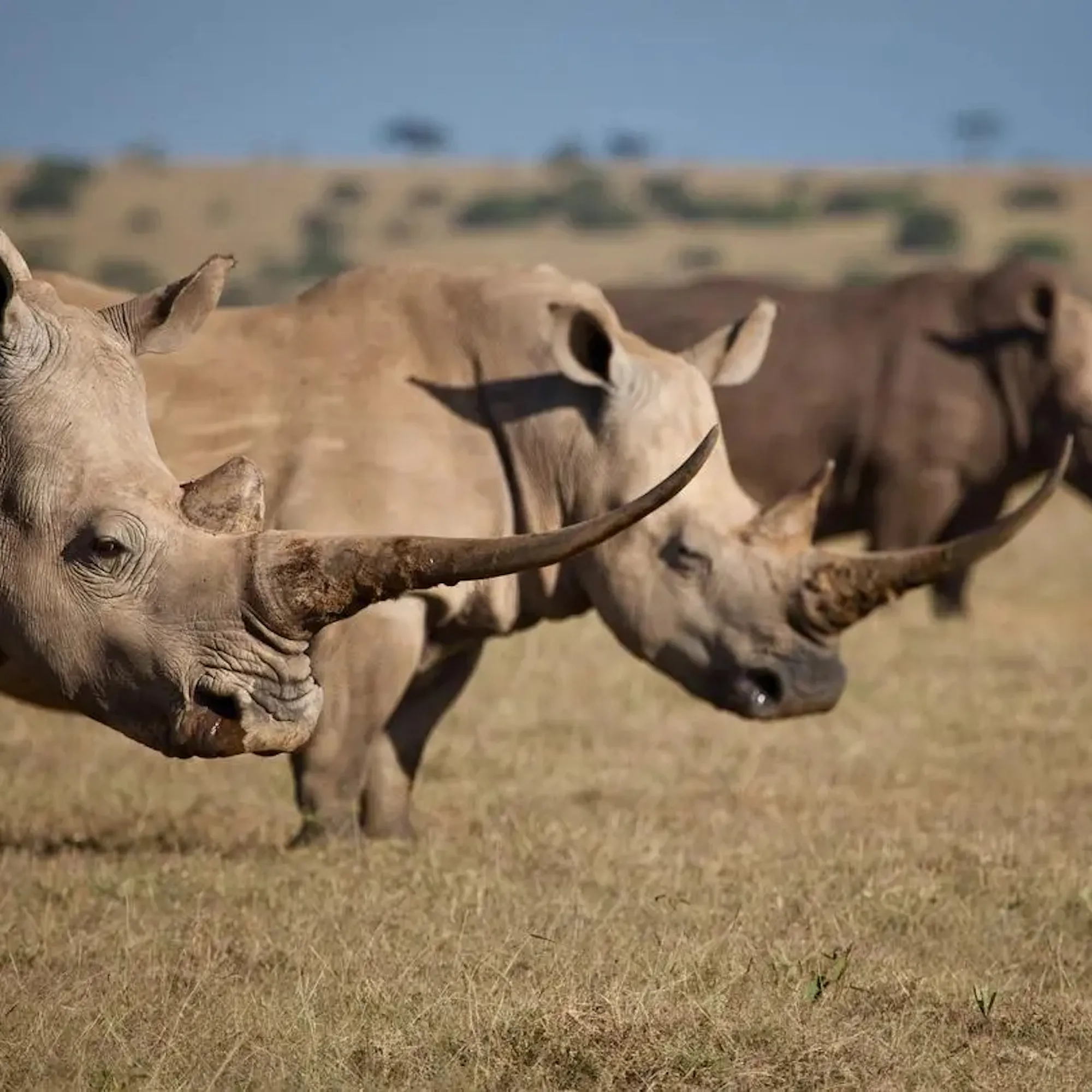Two rhinos stand in dry grass with another rhino behind them on open plains at Kwandwe Reserve in South Africa.