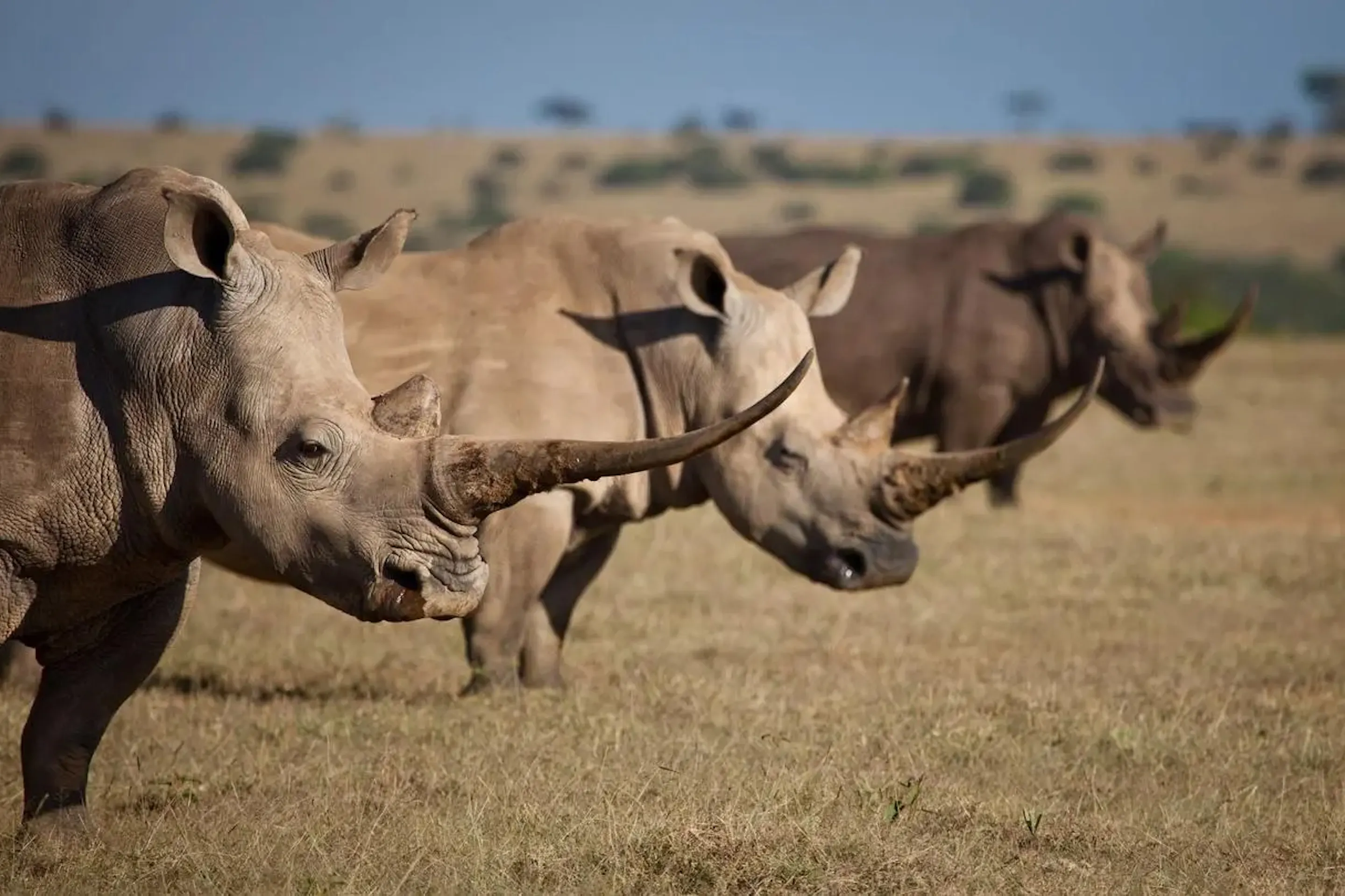 Two rhinos stand in dry grass with another rhino behind them on open plains at Kwandwe Reserve in South Africa.