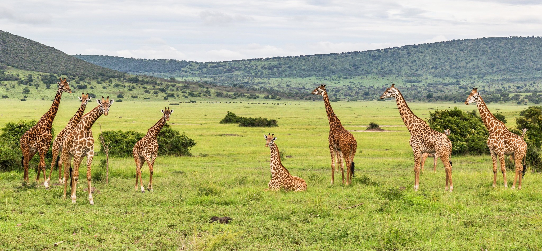 A group of giraffes stands across green savanna in Akagera National Park, with wooded hills rising in the distance.