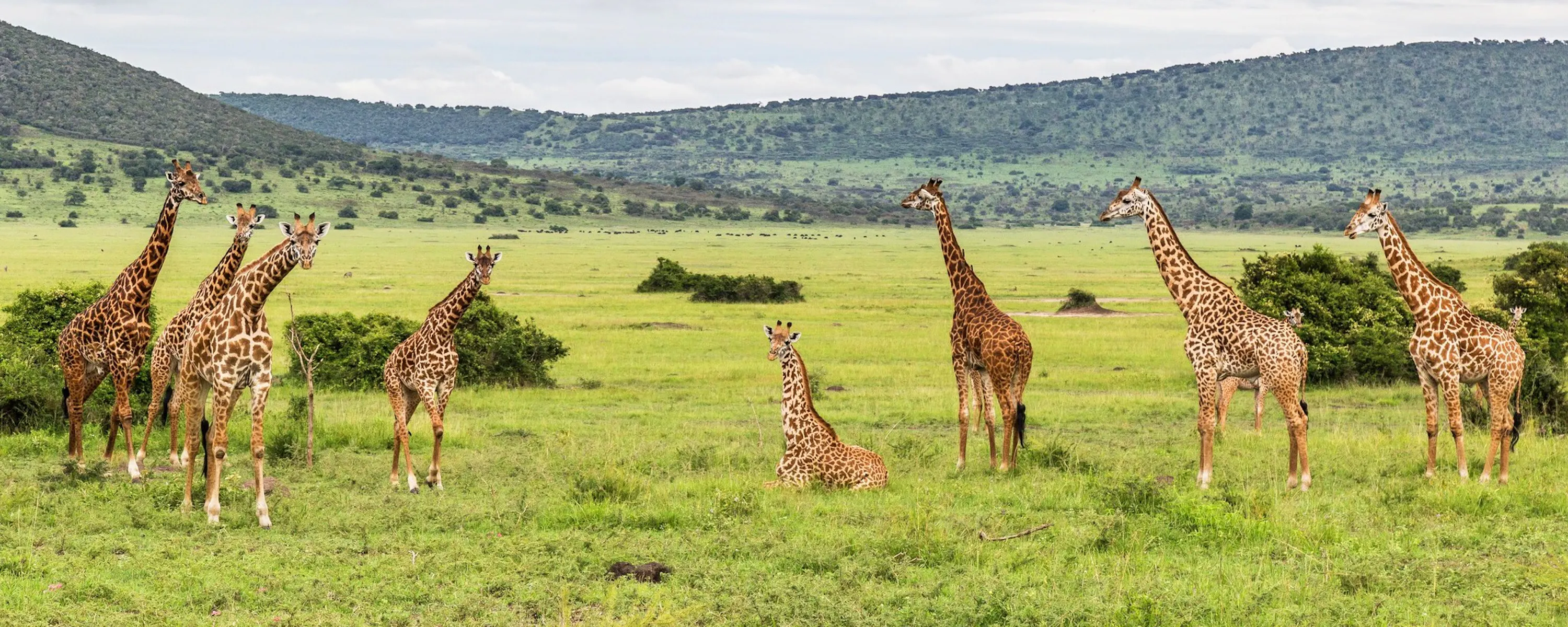 A group of giraffes stands across green savanna in Akagera National Park, with wooded hills rising in the distance.