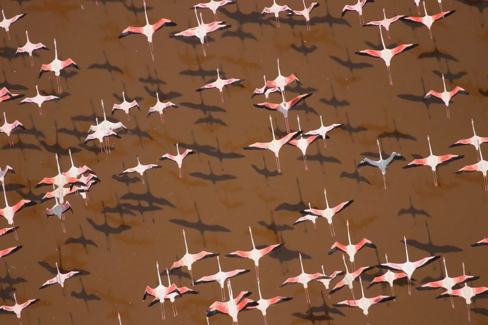 Pink flamingos fly over the brown waters of Lake Logipi, casting dark shadows across the surface in northern Kenya.