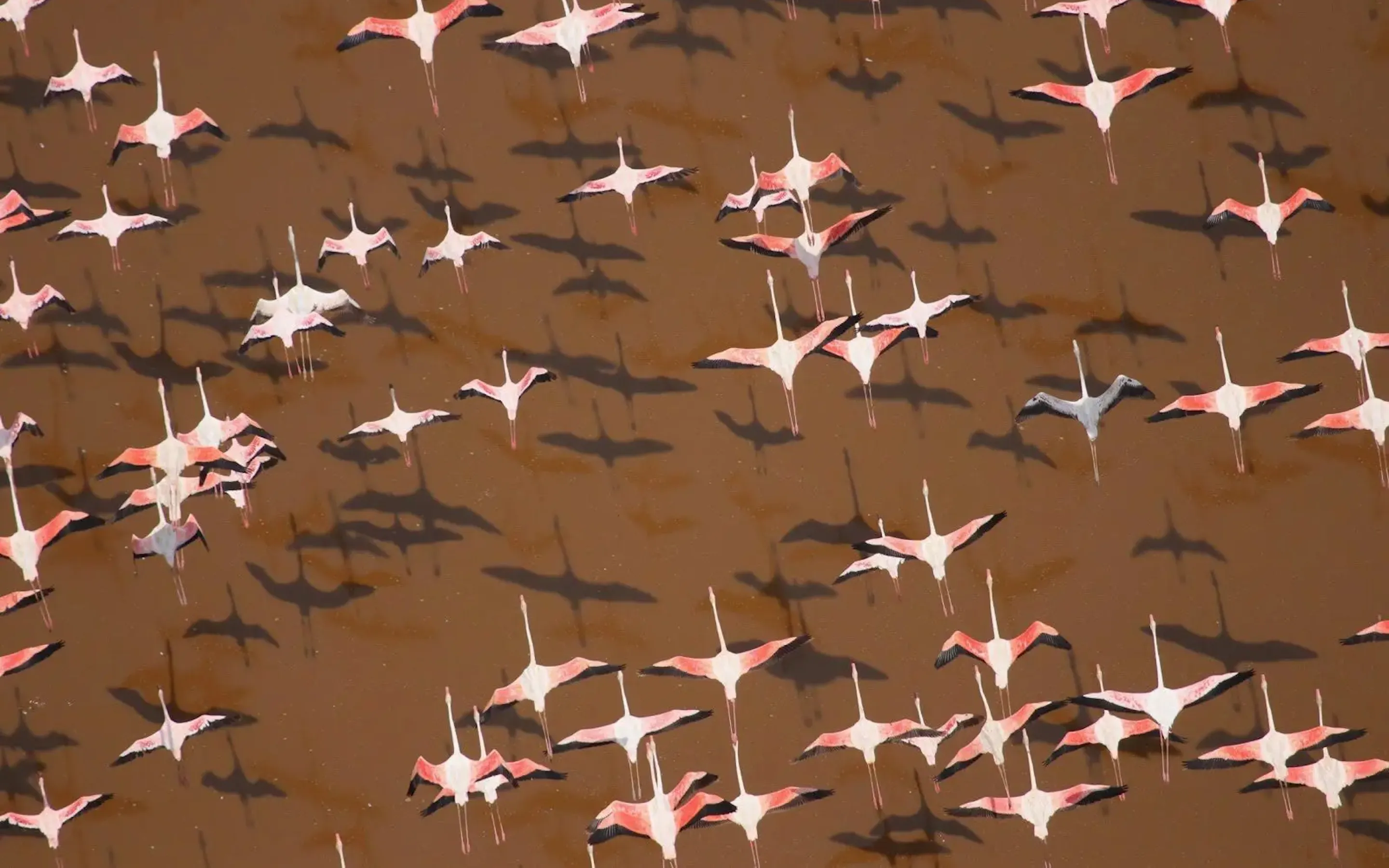Pink flamingos fly over the brown waters of Lake Logipi, casting dark shadows across the surface in northern Kenya.