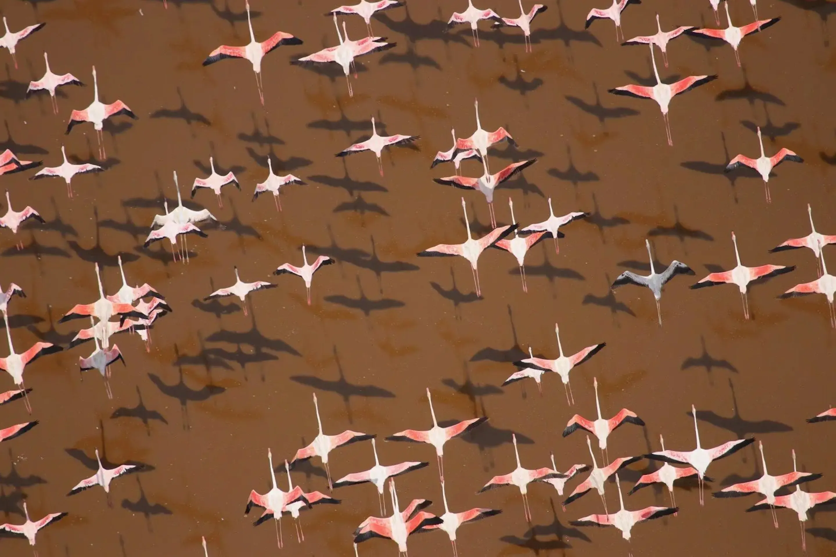 Pink flamingos fly over the brown waters of Lake Logipi, casting dark shadows across the surface in northern Kenya.