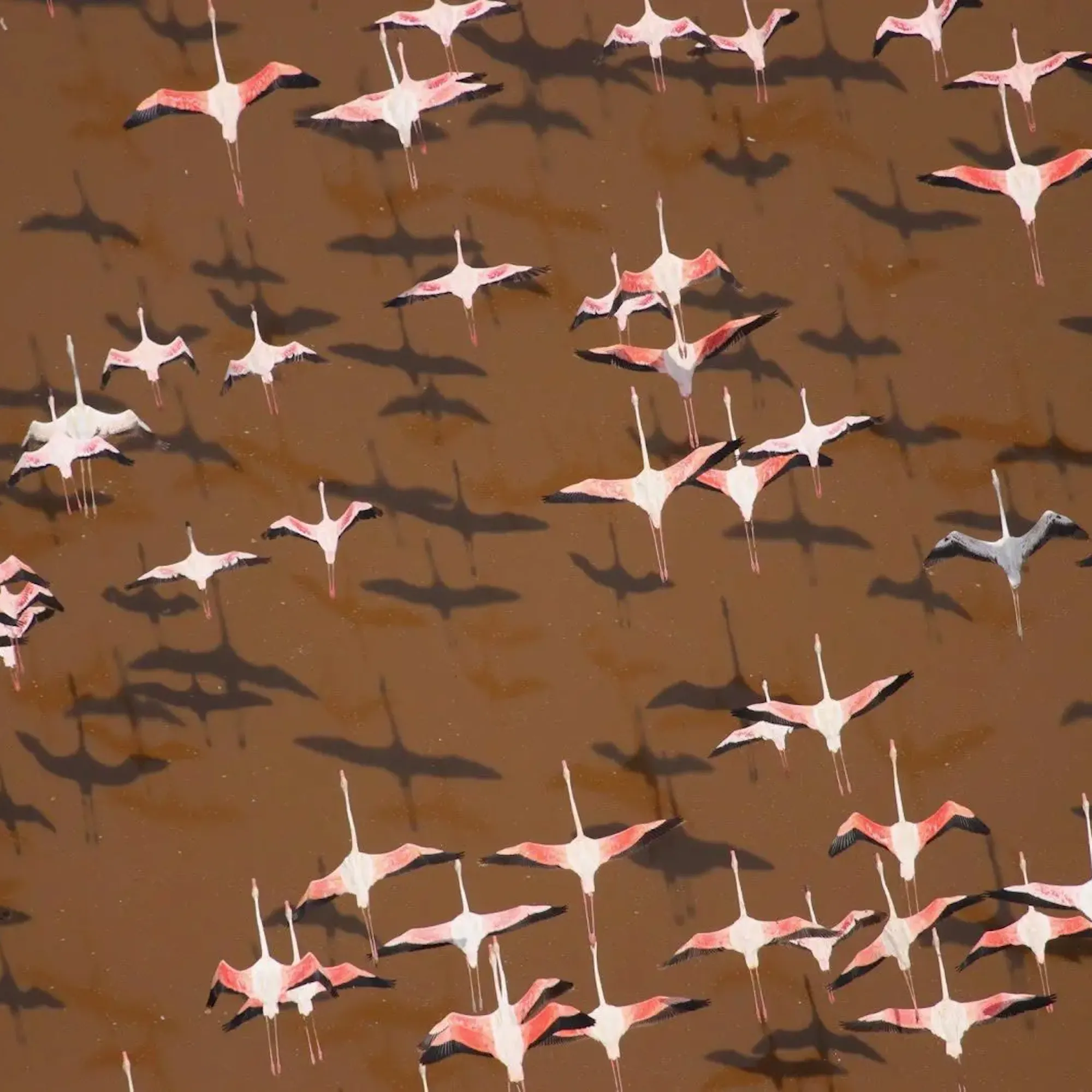 Pink flamingos fly over the brown waters of Lake Logipi, casting dark shadows across the surface in northern Kenya.
