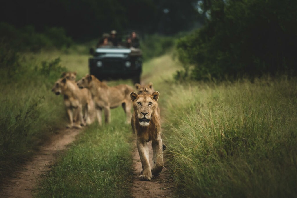 A lion walks in tawny grass at Singita Boulders, with sunlit brush and open ground stretching out behind it.