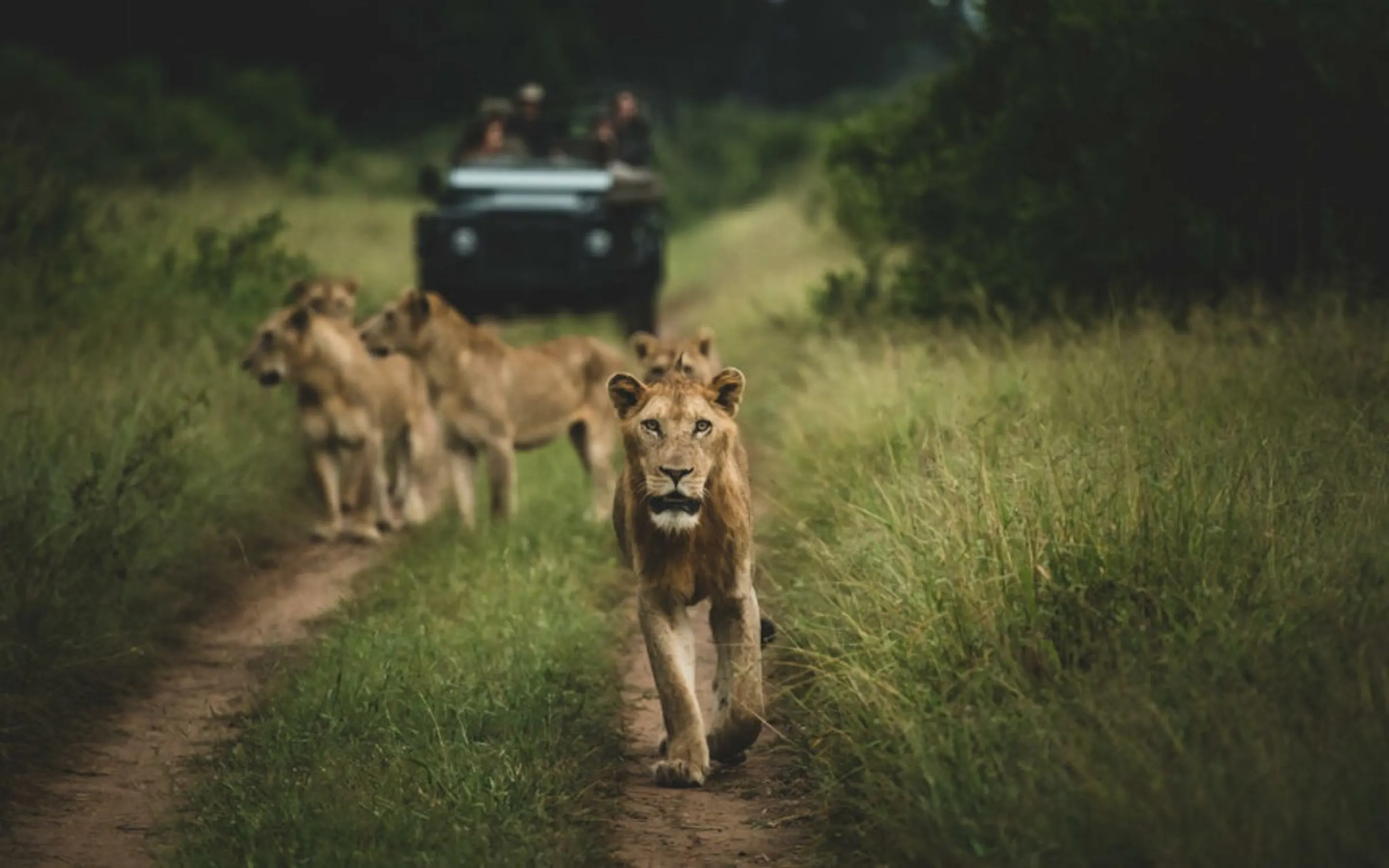 A lion walks in tawny grass at Singita Boulders, with sunlit brush and open ground stretching out behind it.