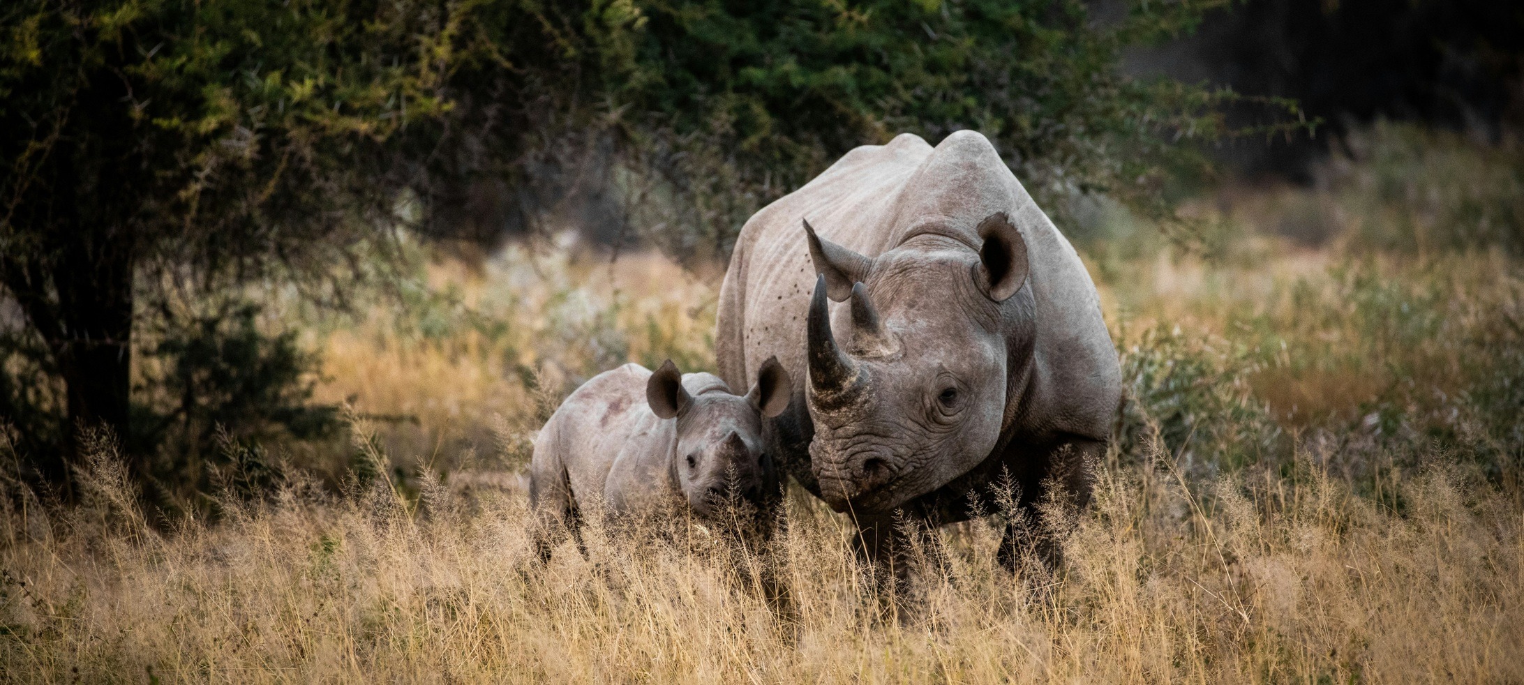 A white rhino and calf stand in dry grass beside scrub and trees in a South African reserve under soft light.
