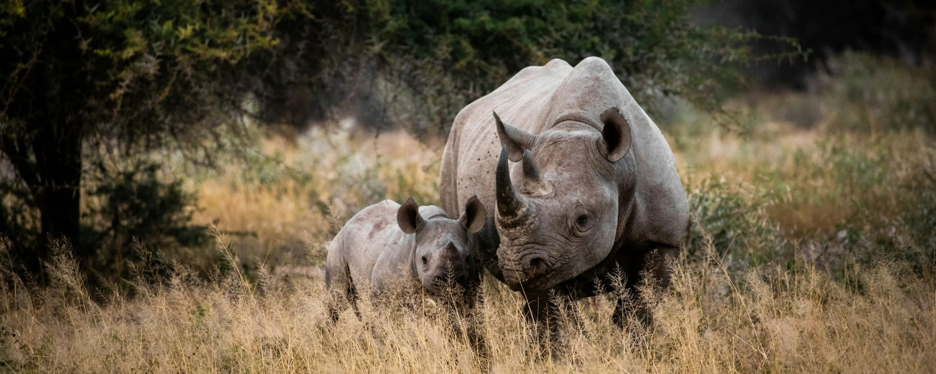 A white rhino and calf stand in dry grass beside scrub and trees in a South African reserve under soft light.