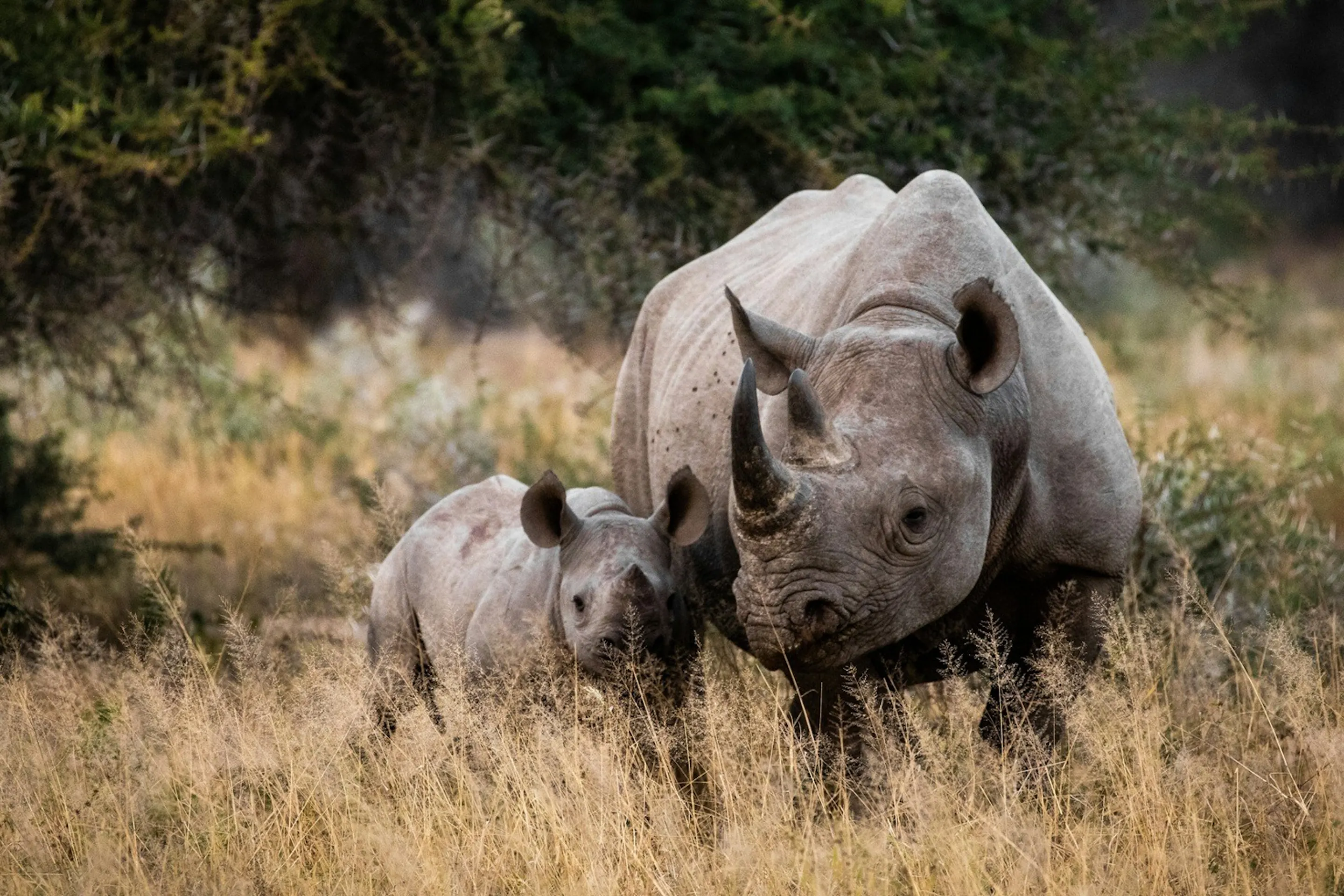 A white rhino and calf stand in dry grass beside scrub and trees in a South African reserve under soft light.
