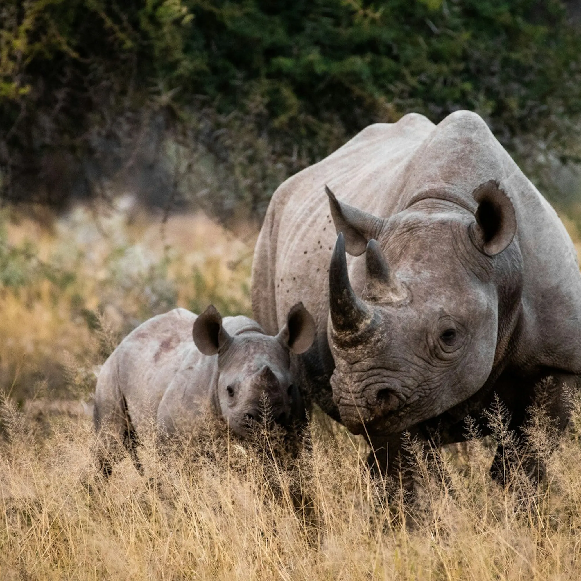 A white rhino and calf stand in dry grass beside scrub and trees in a South African reserve under soft light.