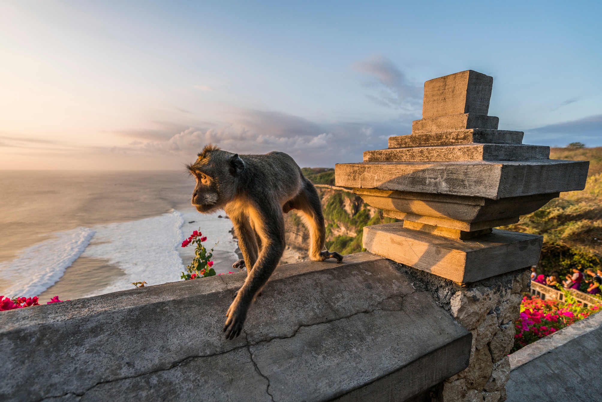 A long-tailed macaque walks along a stone wall above the ocean at Uluwatu, with cliffs and flowers catching warm light.