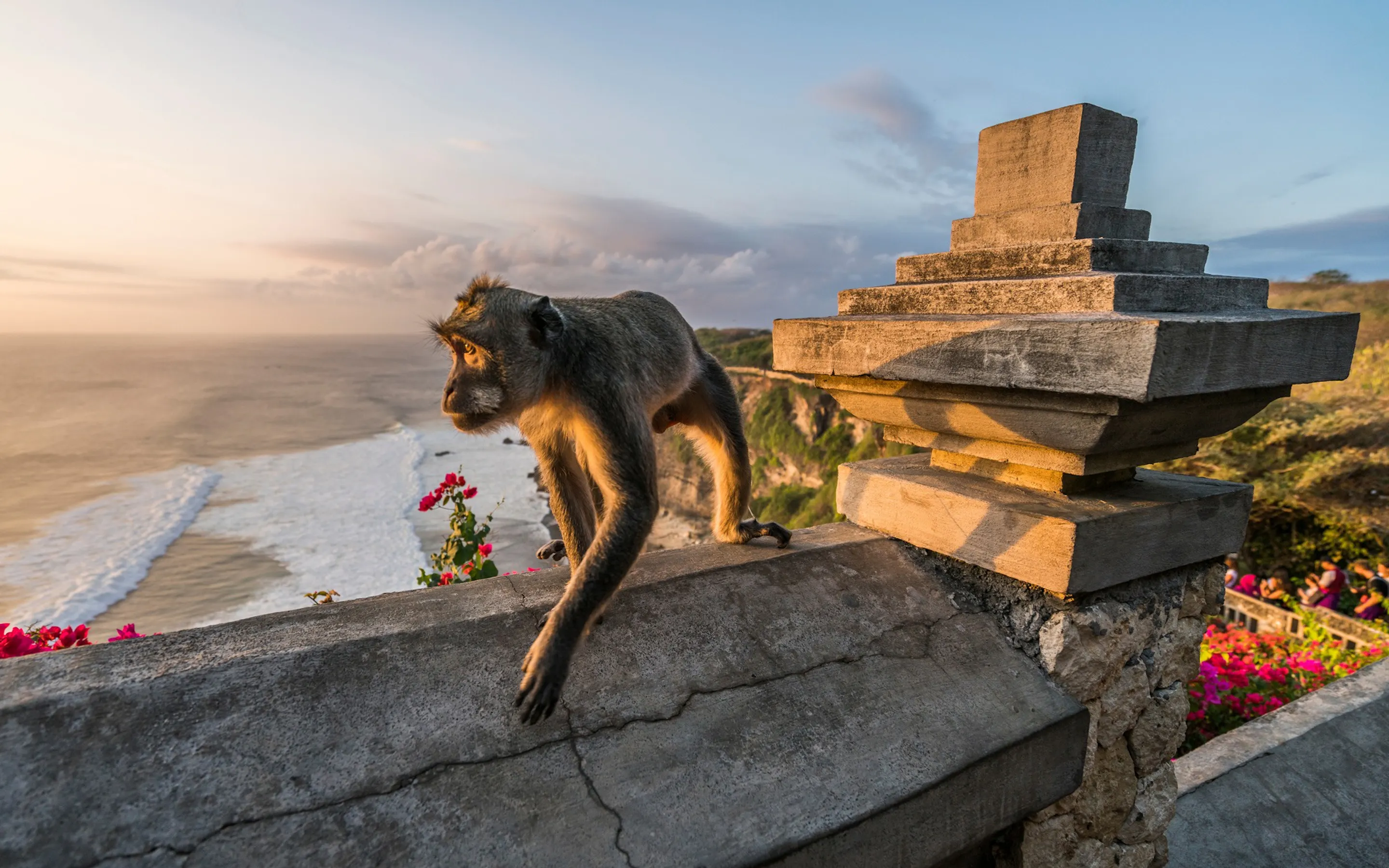 A long-tailed macaque walks along a stone wall above the ocean at Uluwatu, with cliffs and flowers catching warm light.