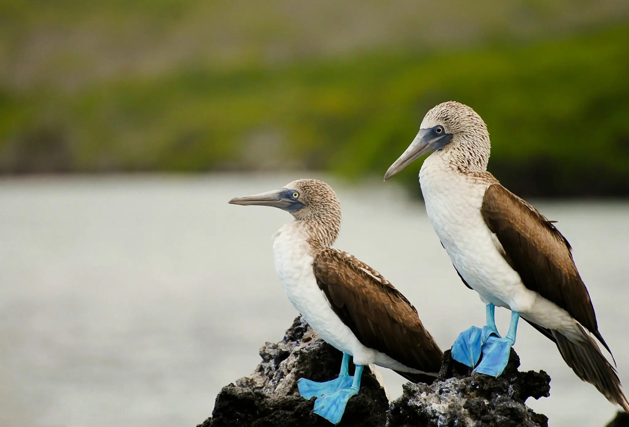 Two blue-footed boobies perch on dark volcanic rock beside calm water and green mangroves in the Galápagos.