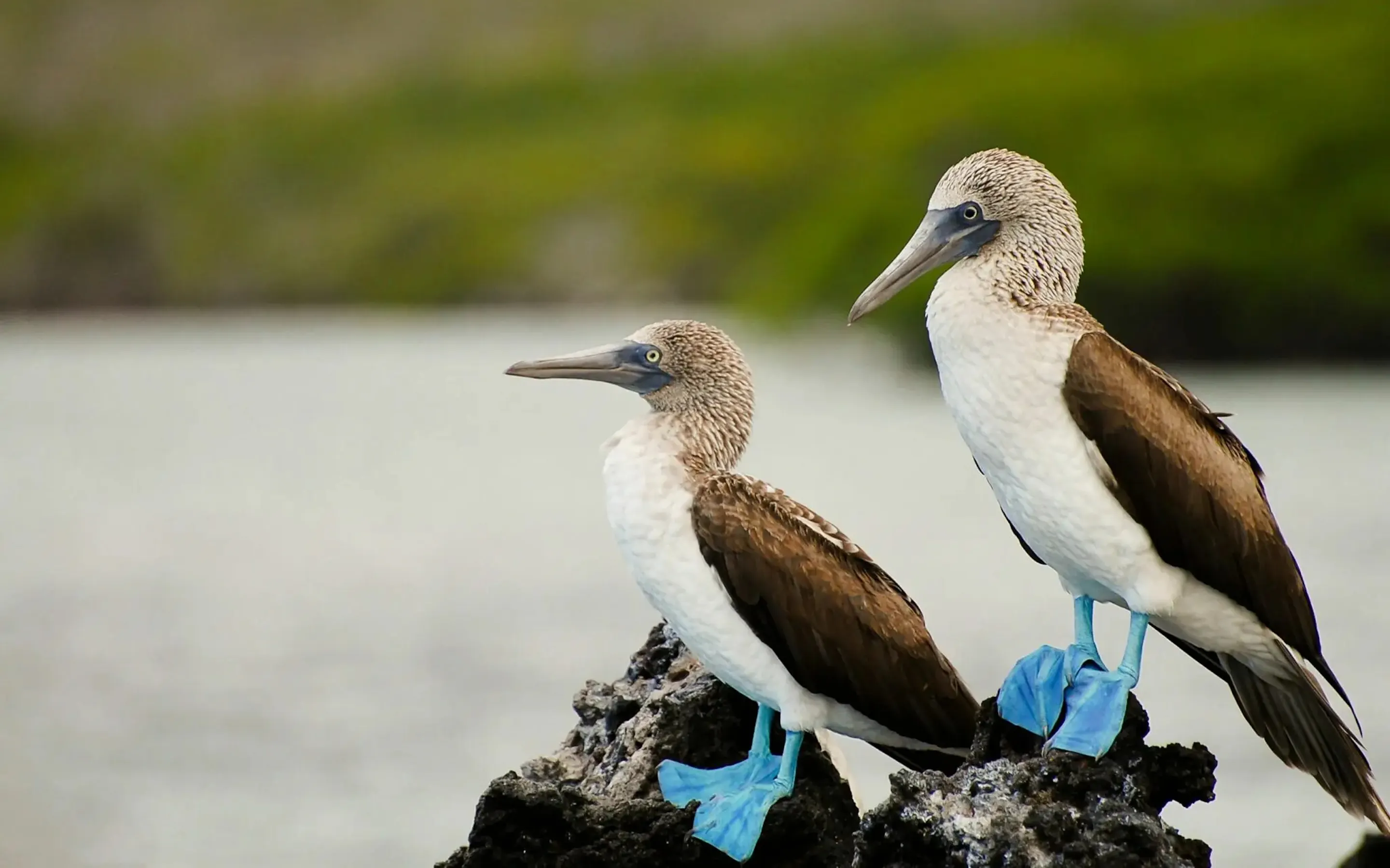 Two blue-footed boobies perch on dark volcanic rock beside calm water and green mangroves in the Galápagos.