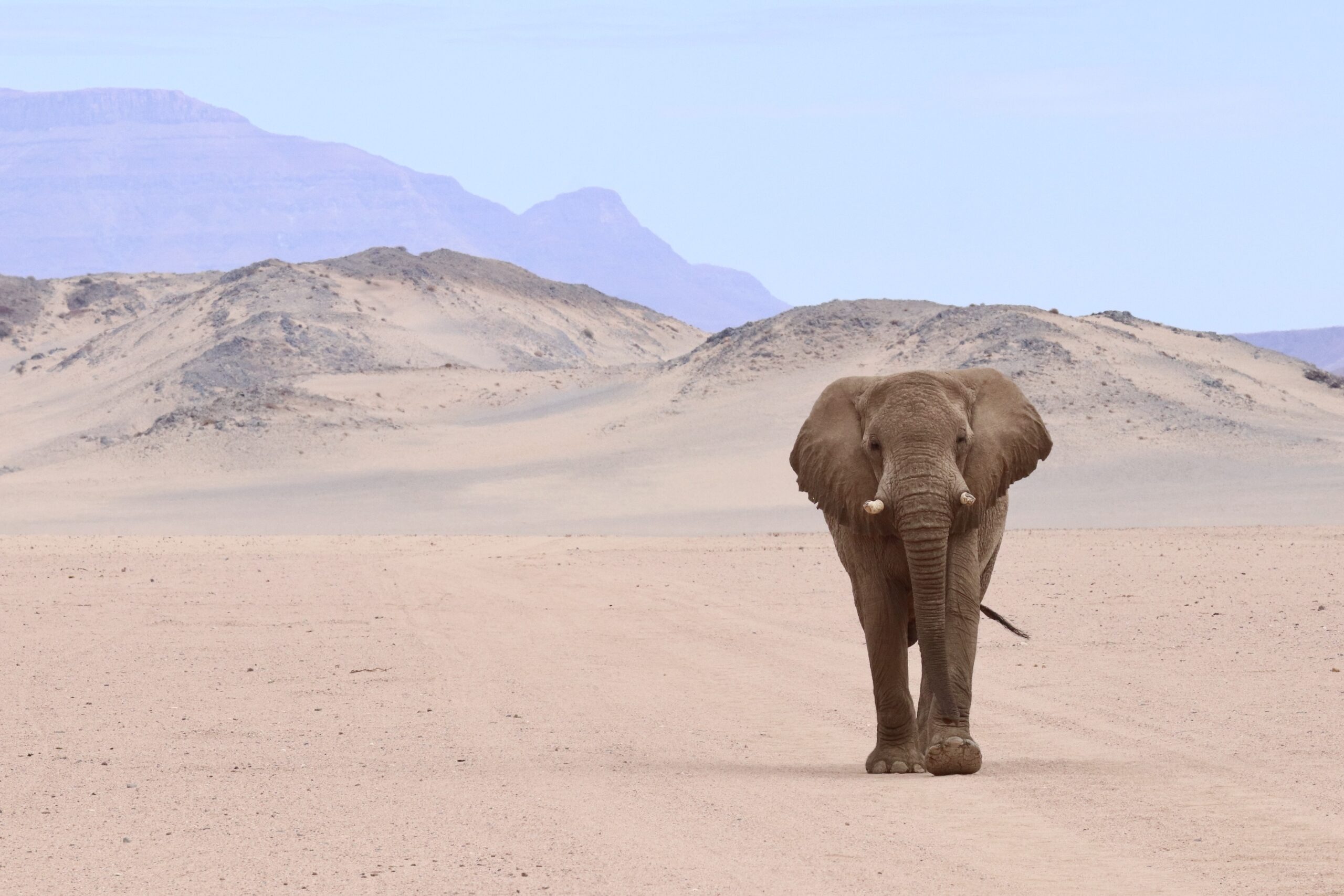A desert elephant walks along a sandy road with pale dunes and hazy mountains rising behind it in Namibia.