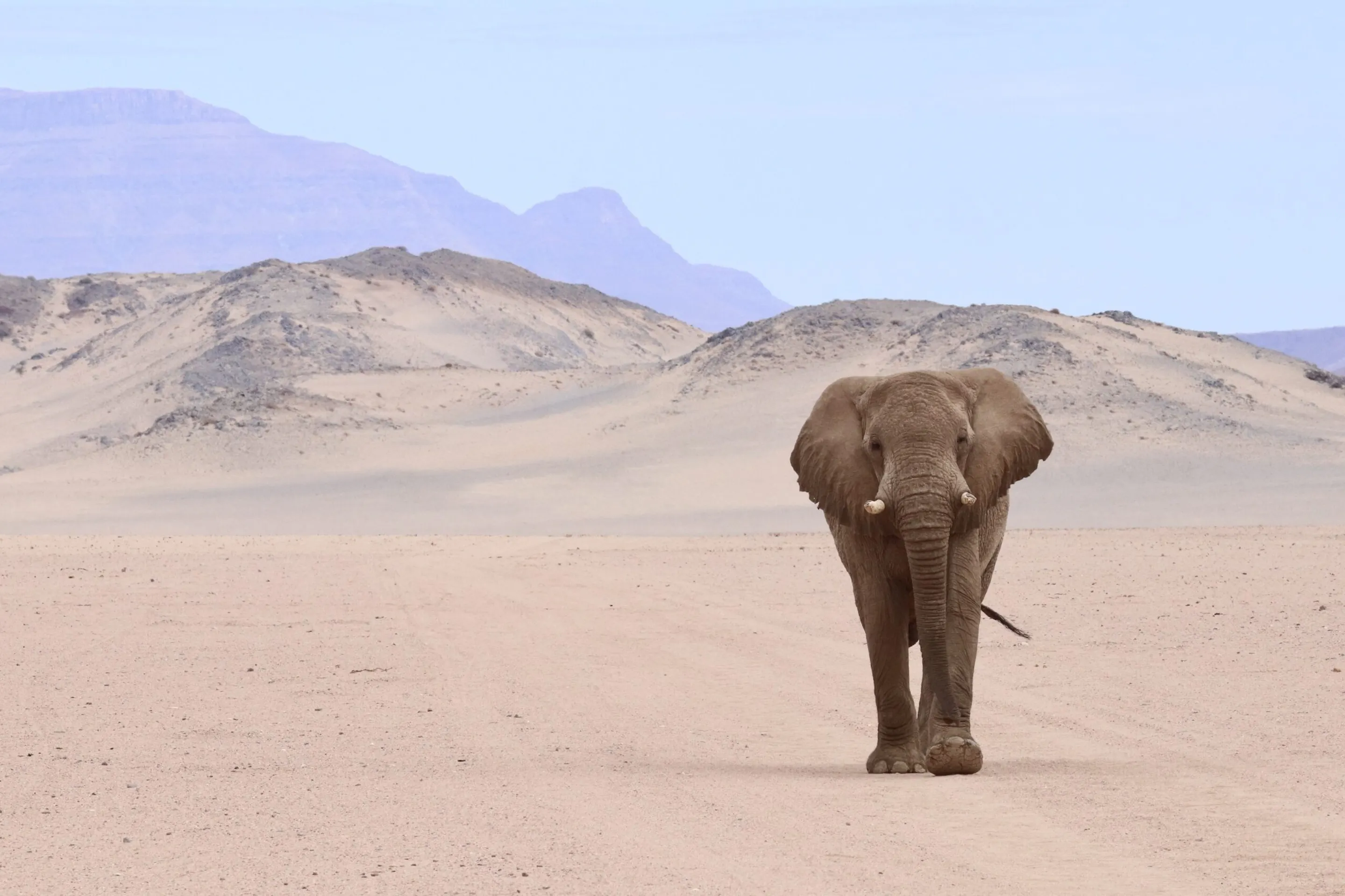 A desert elephant walks along a sandy road with pale dunes and hazy mountains rising behind it in Namibia.