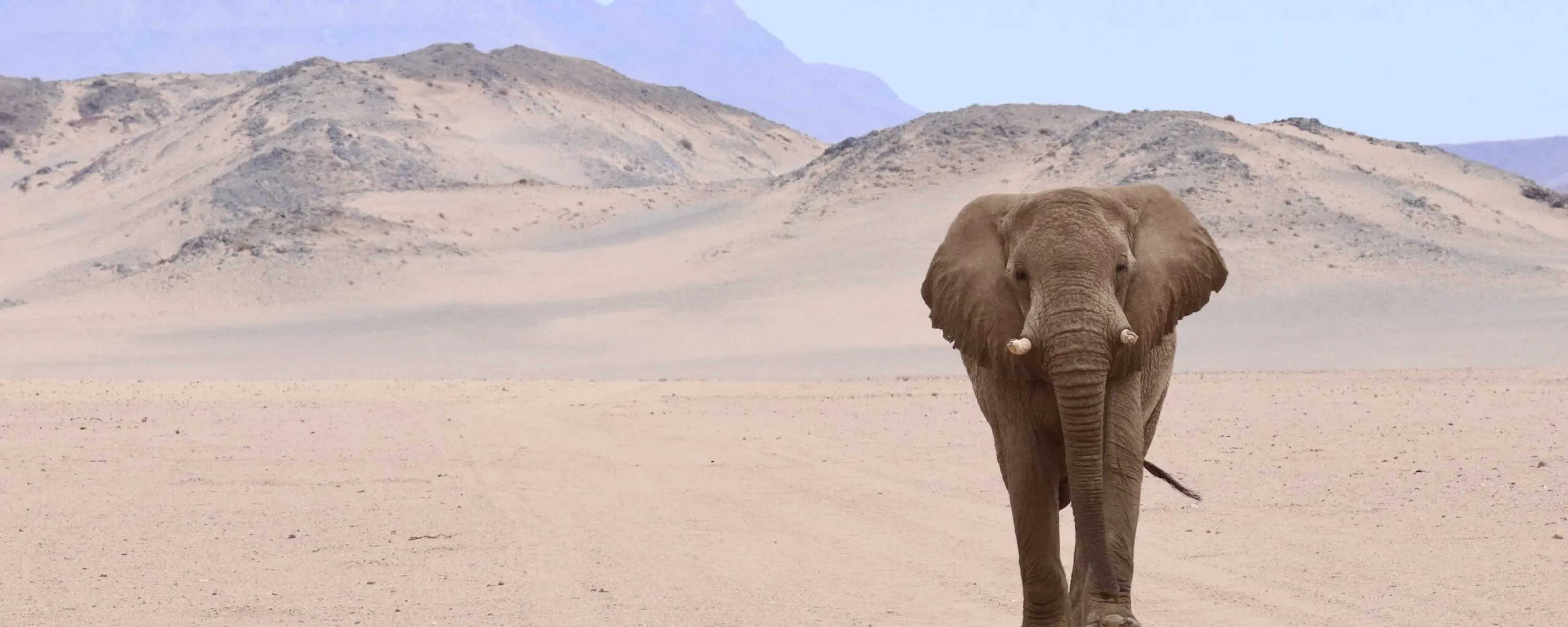 A desert elephant walks along a sandy road with pale dunes and hazy mountains rising behind it in Namibia.