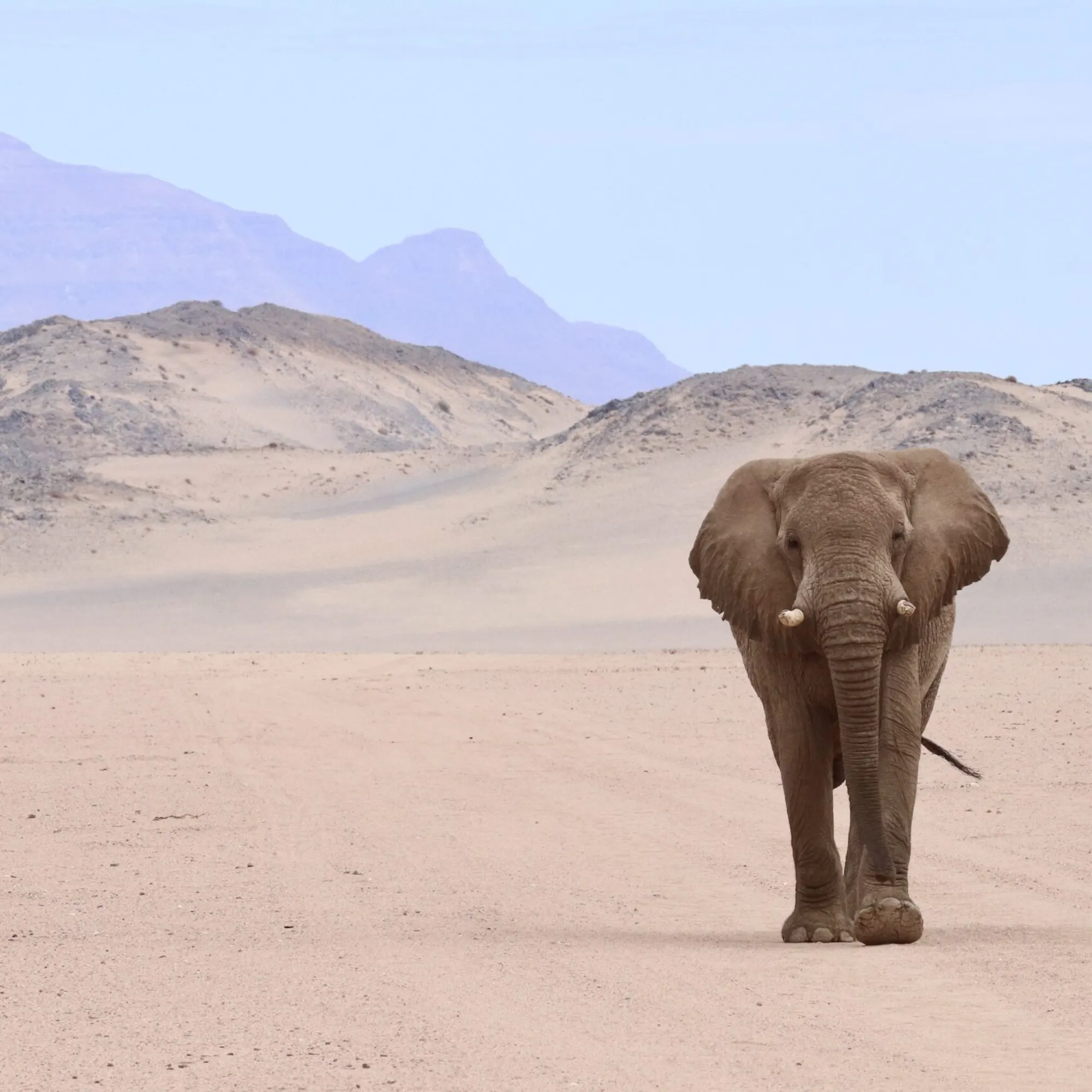 A desert elephant walks along a sandy road with pale dunes and hazy mountains rising behind it in Namibia.