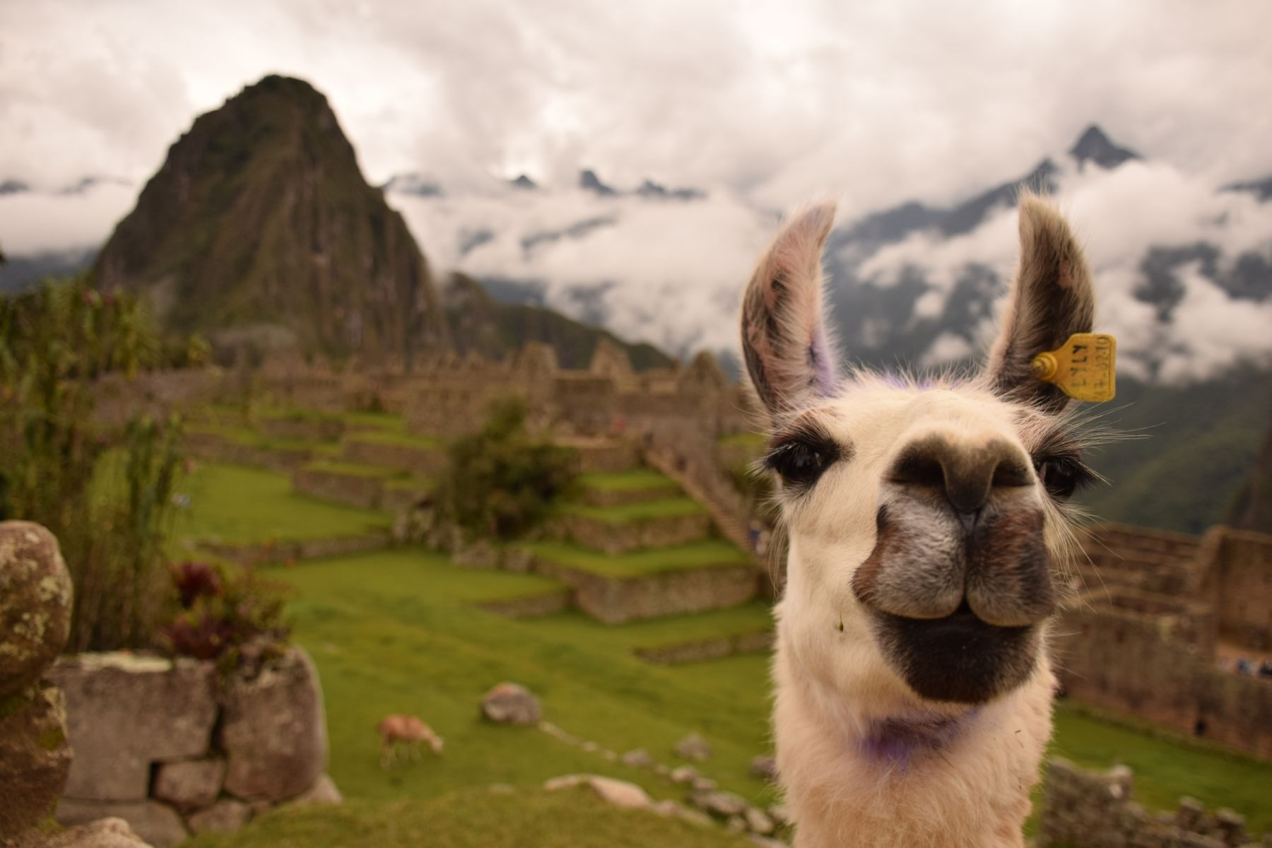 An alpaca stands on stone terraces at Machu Picchu, with ancient walls and green mountain slopes beyond in Peru.