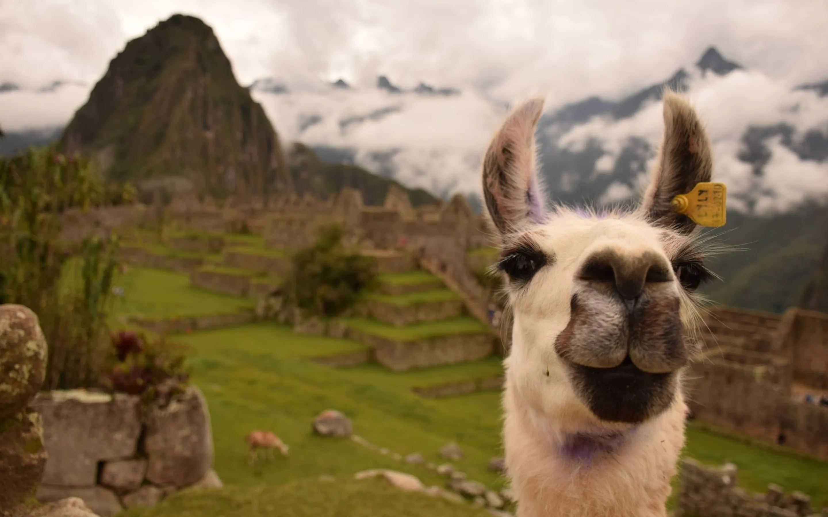 An alpaca stands on stone terraces at Machu Picchu, with ancient walls and green mountain slopes beyond in Peru.