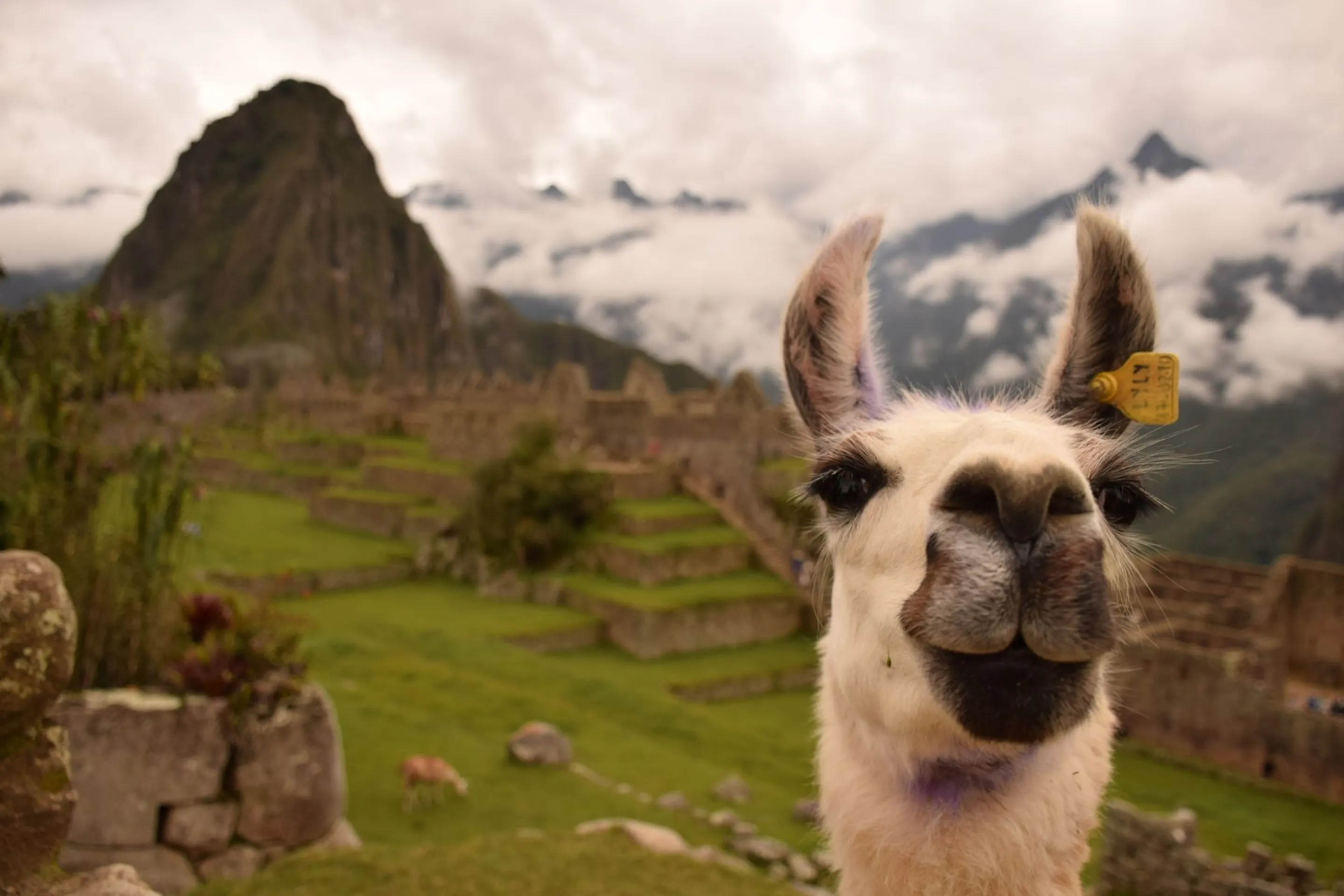 An alpaca stands on stone terraces at Machu Picchu, with ancient walls and green mountain slopes beyond in Peru.