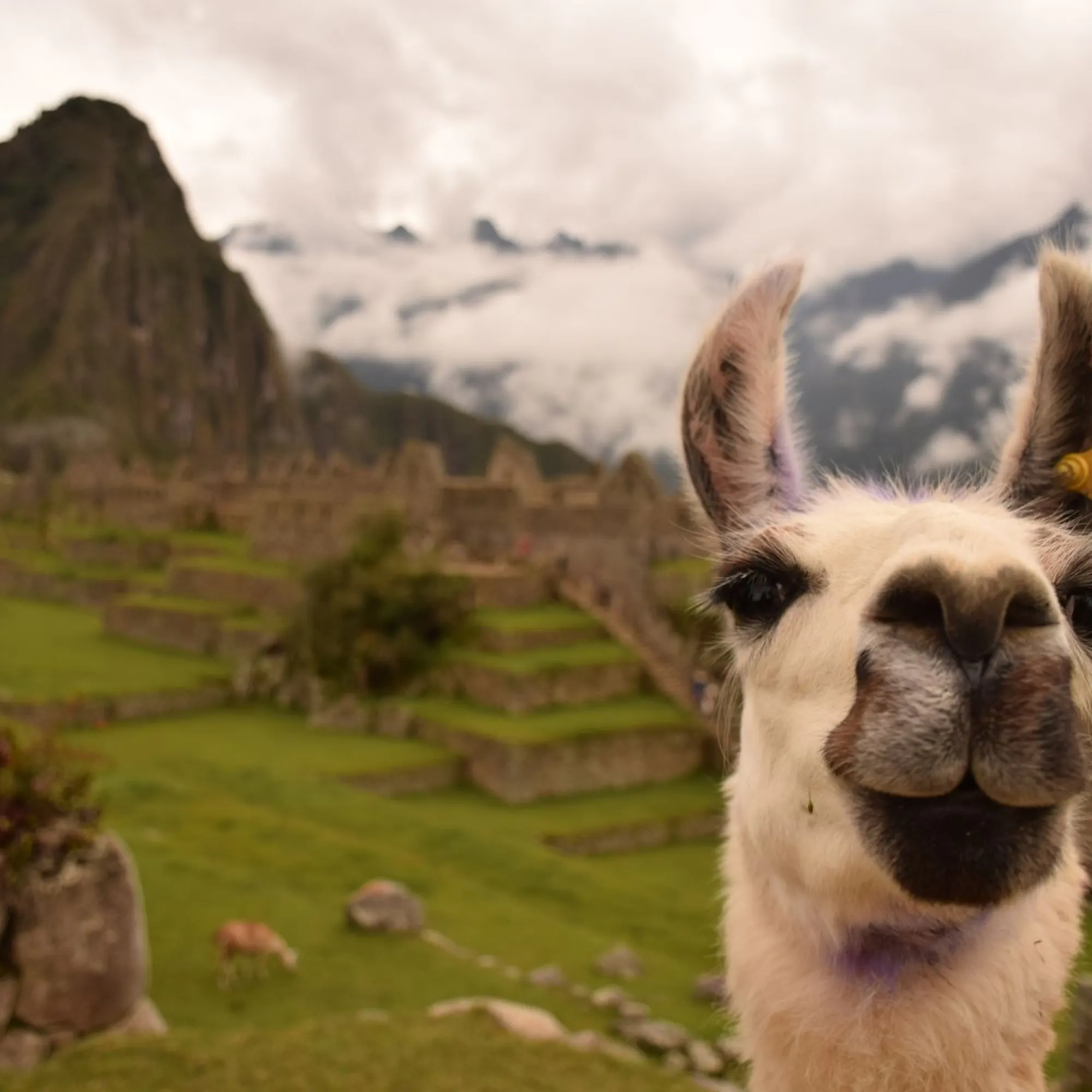 An alpaca stands on stone terraces at Machu Picchu, with ancient walls and green mountain slopes beyond in Peru.