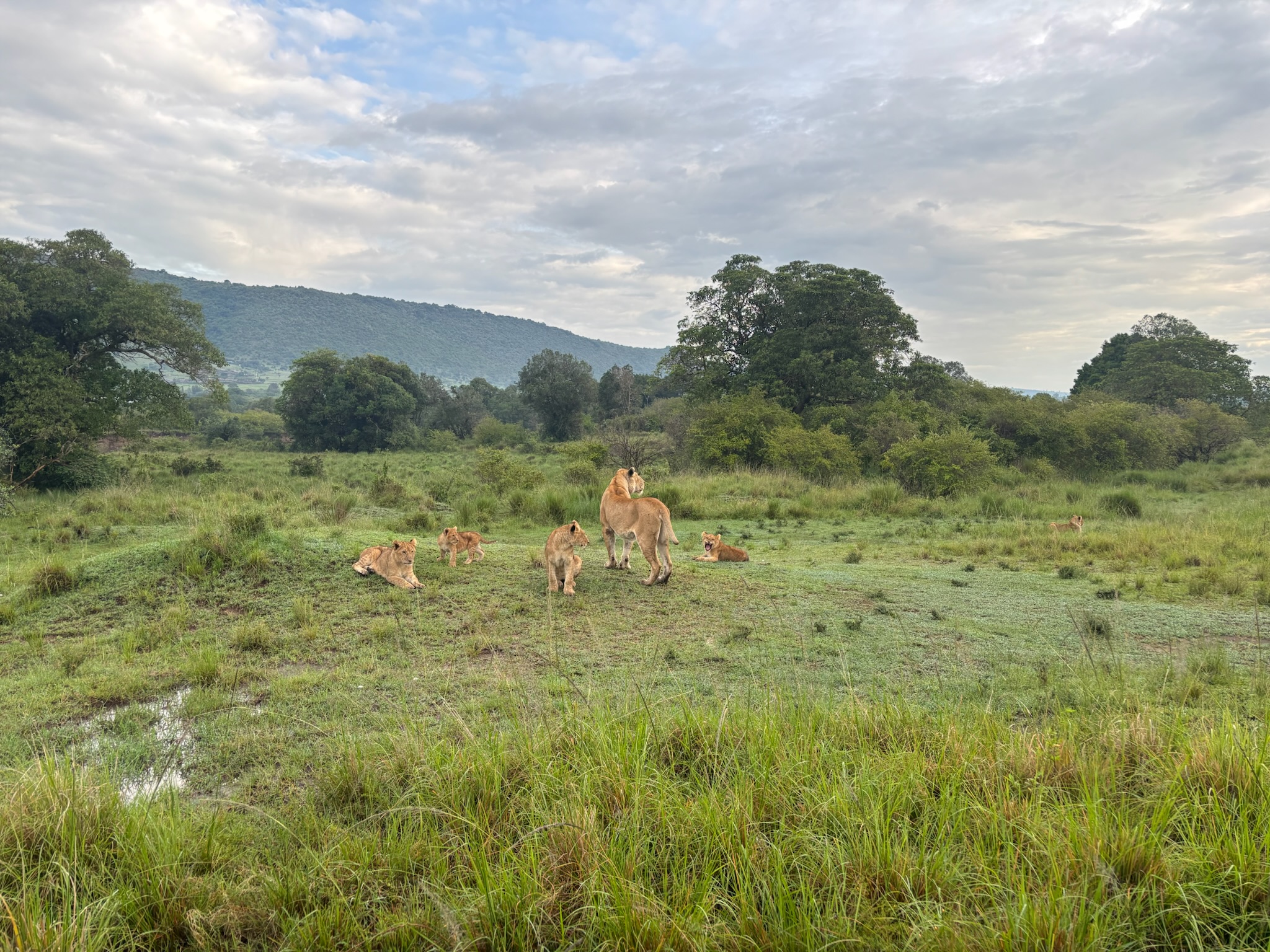 A pride of lions in Samburu country, Kenya