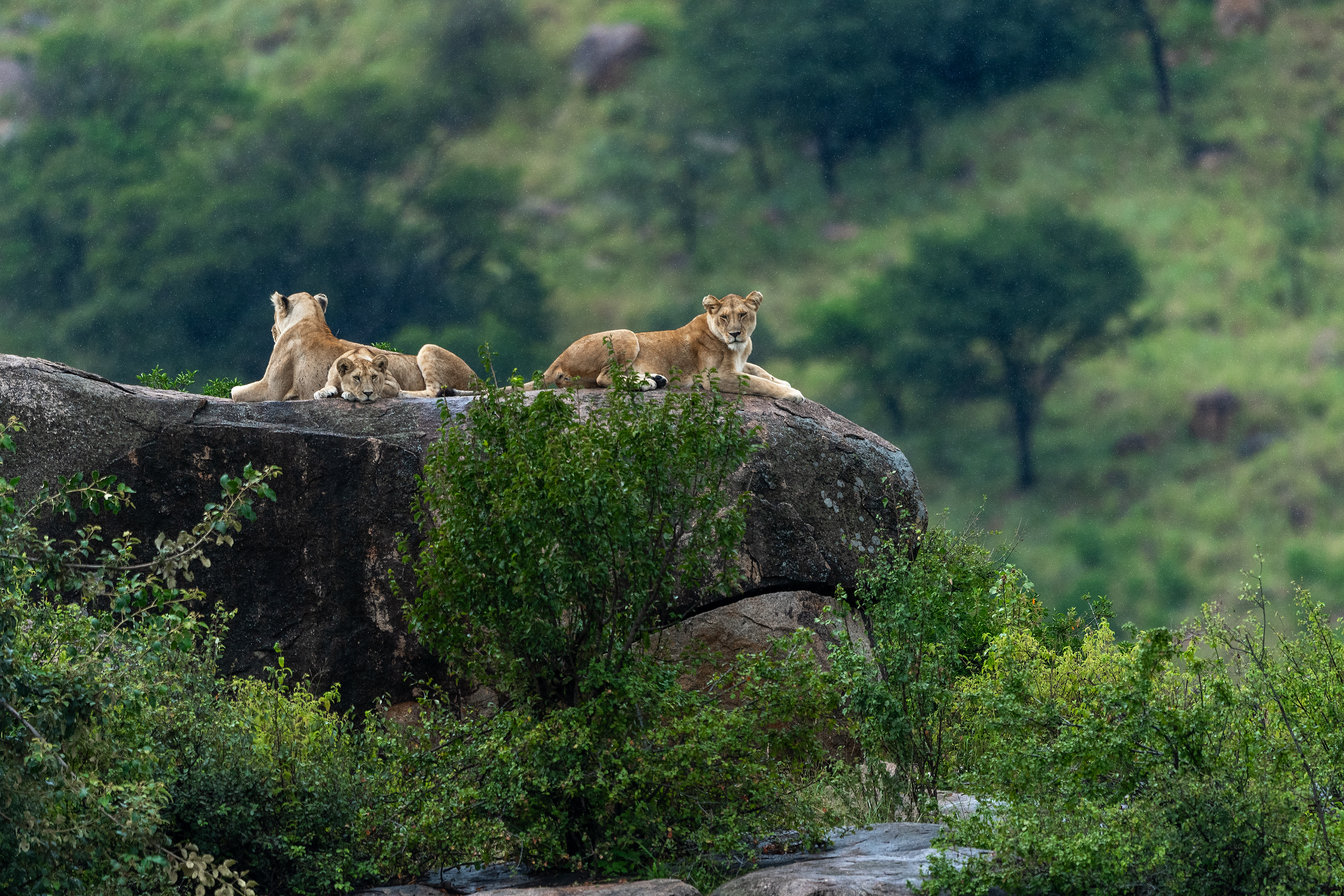 A pride of lions rests on granite kopjes in the Serengeti, their tawny coats blending with rock.