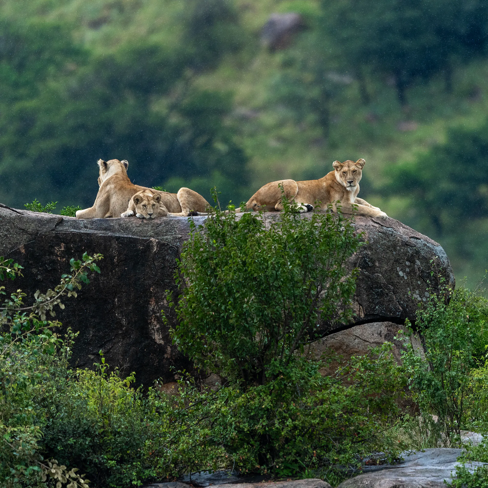 A pride of lions rests on granite kopjes in the Serengeti, their tawny coats blending with rock.