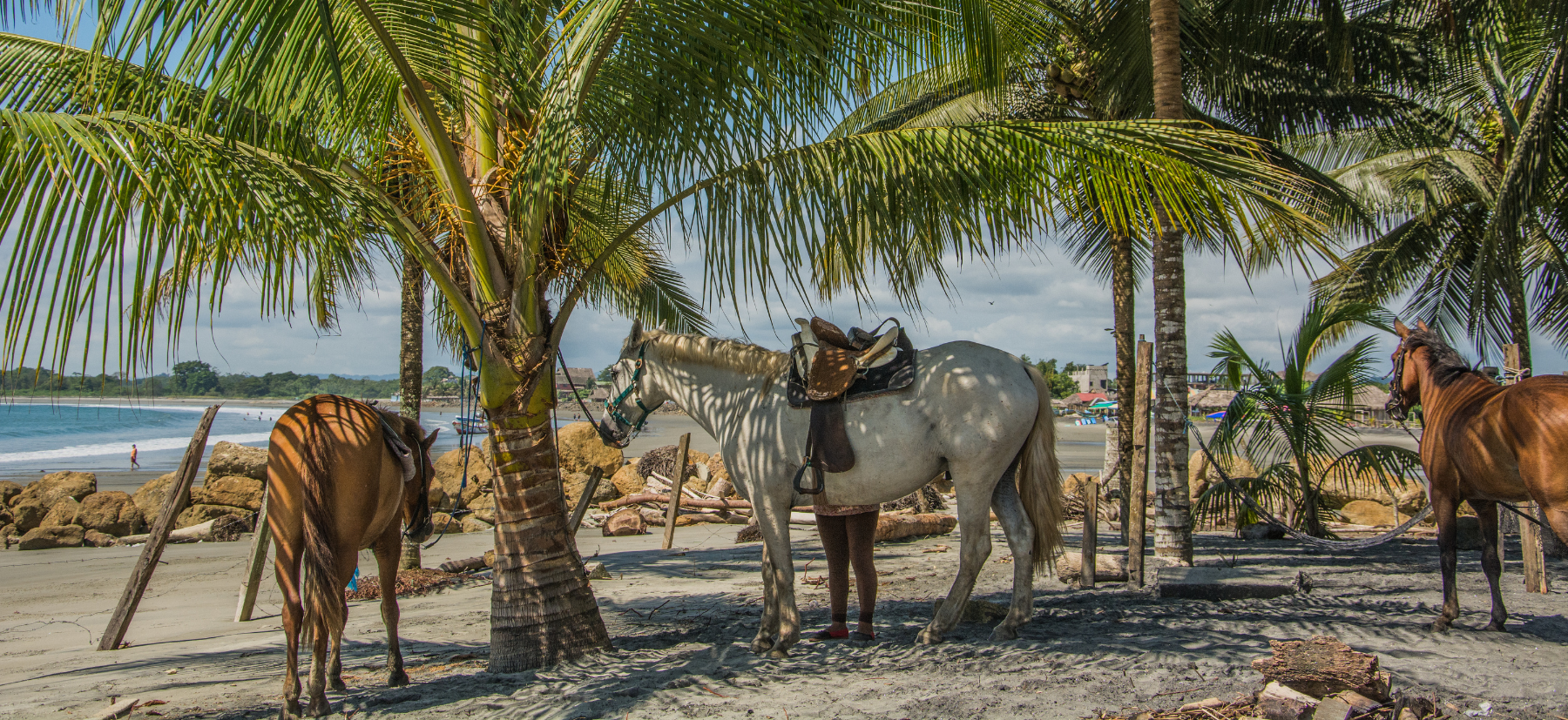 Horses stand on a sun-drenched beach backed by palm trees along Ecuador's Pacific coast.