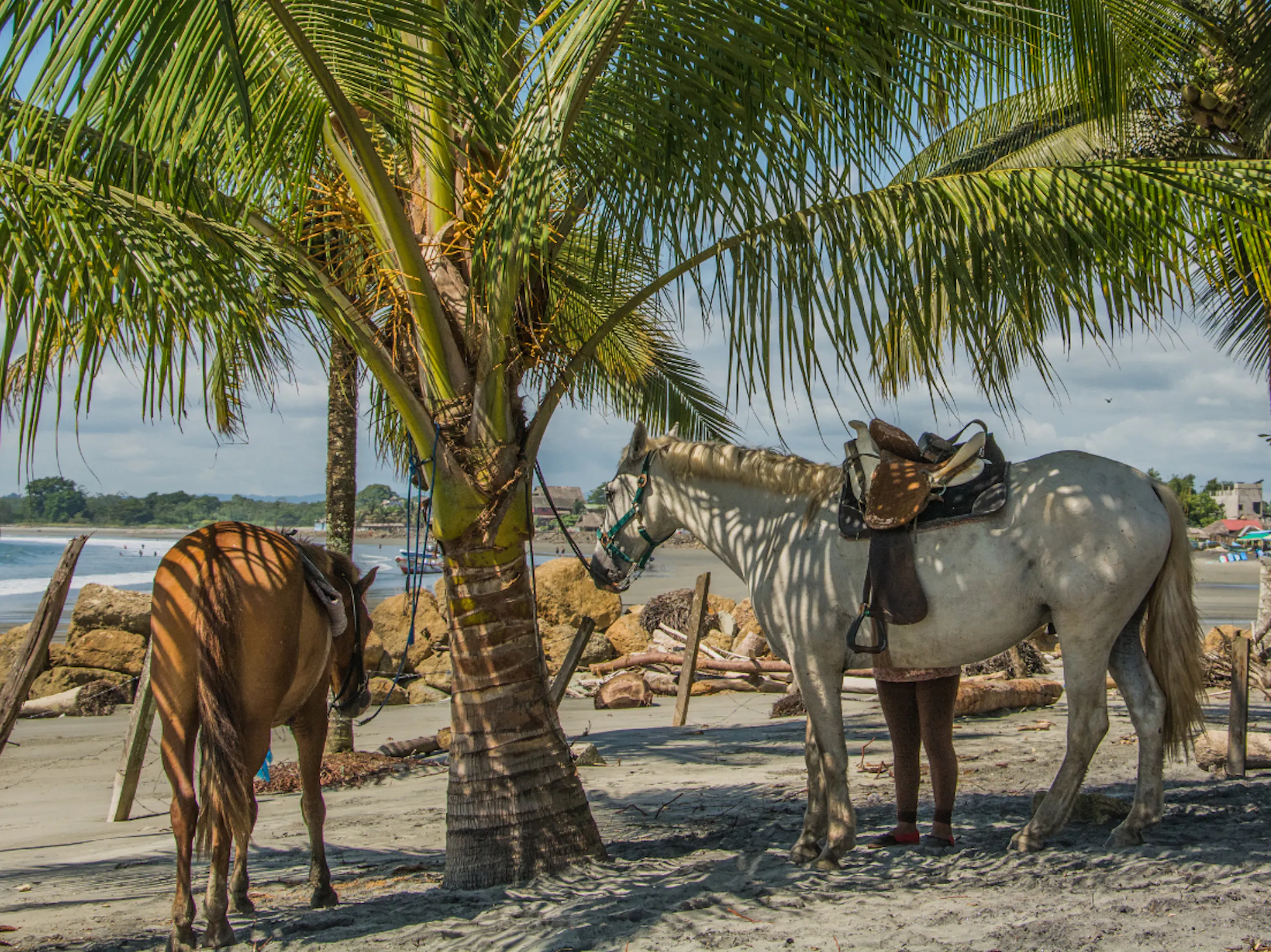 Horses stand on a sun-drenched beach backed by palm trees along Ecuador's Pacific coast.